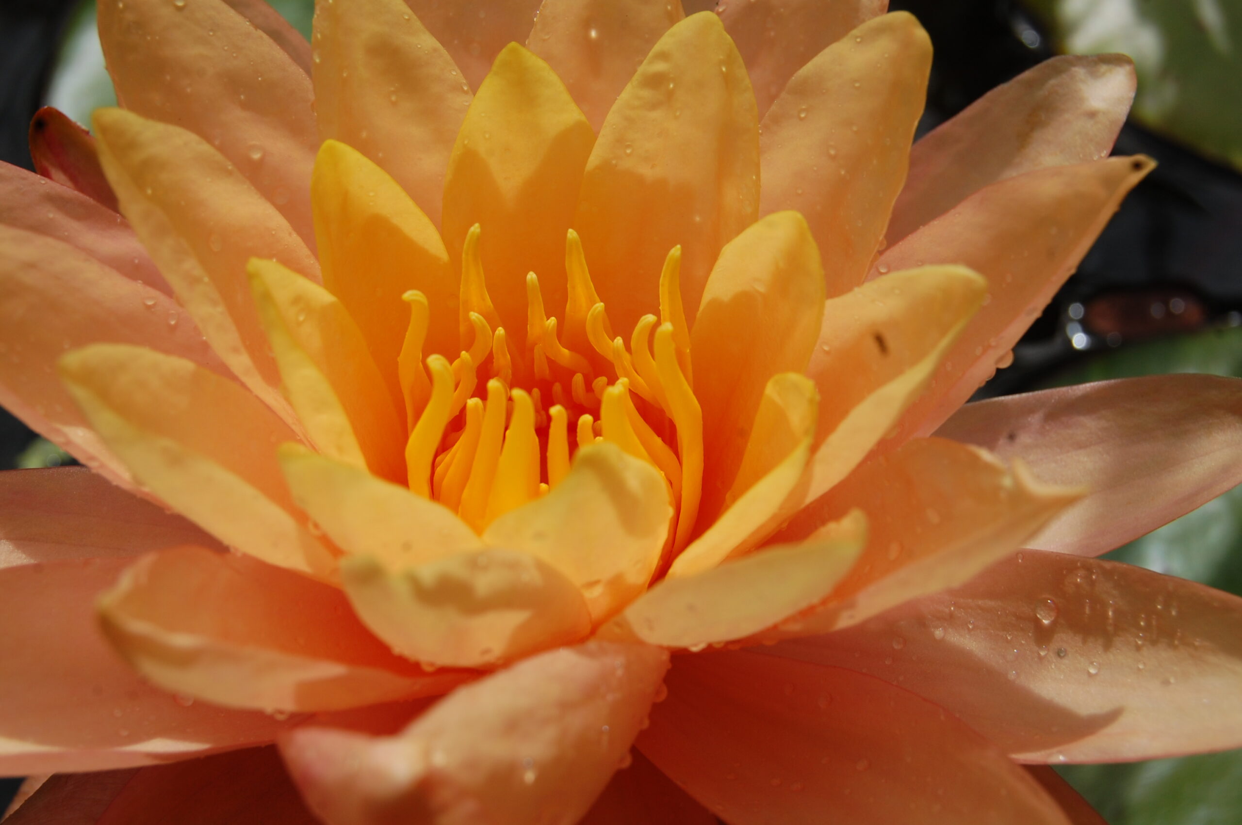 acheter nymphaea Siam Sunset for sale buy on line (9)