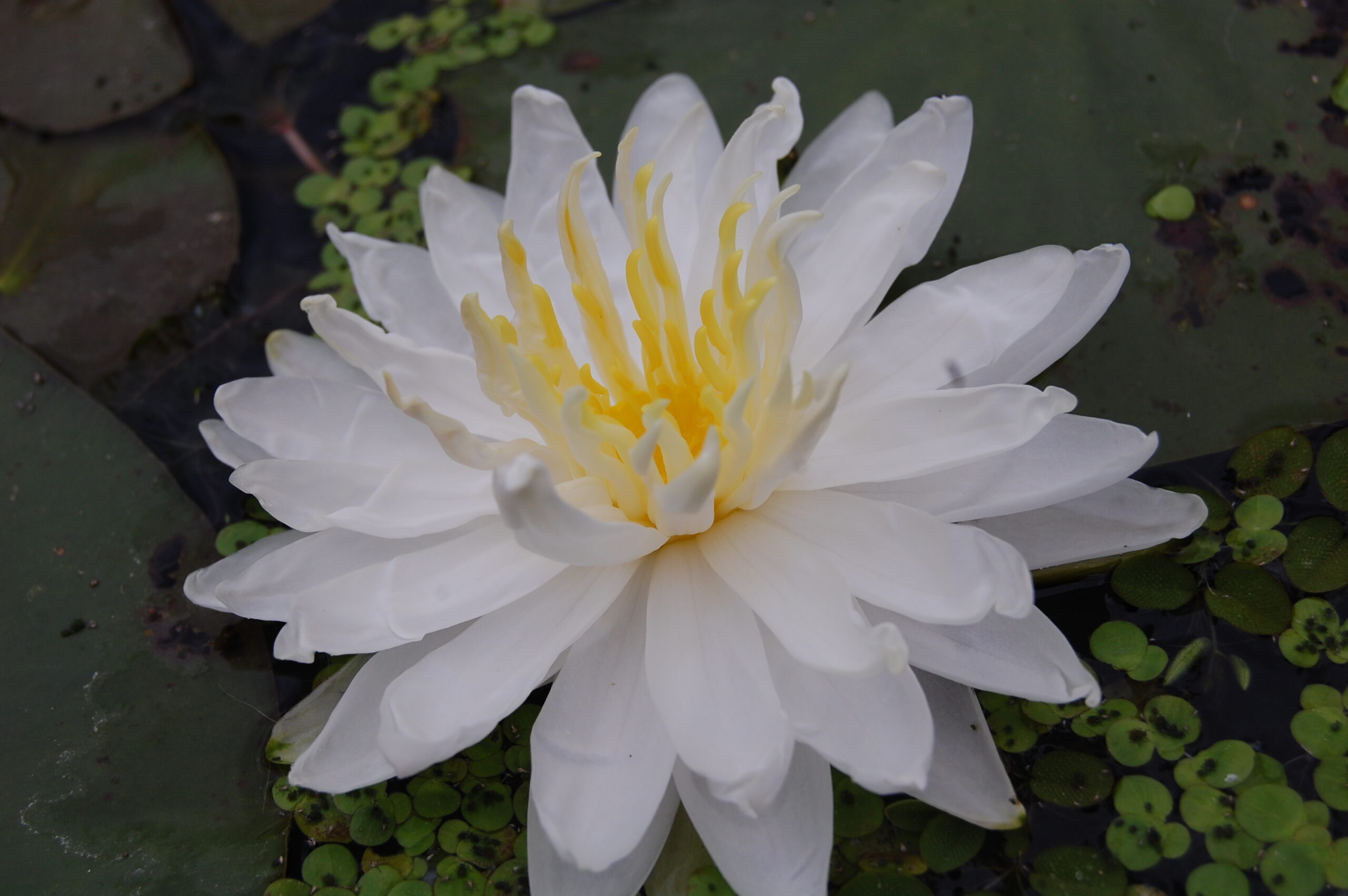 acheter nymphaea Snowflake for sale buy on line (1)
