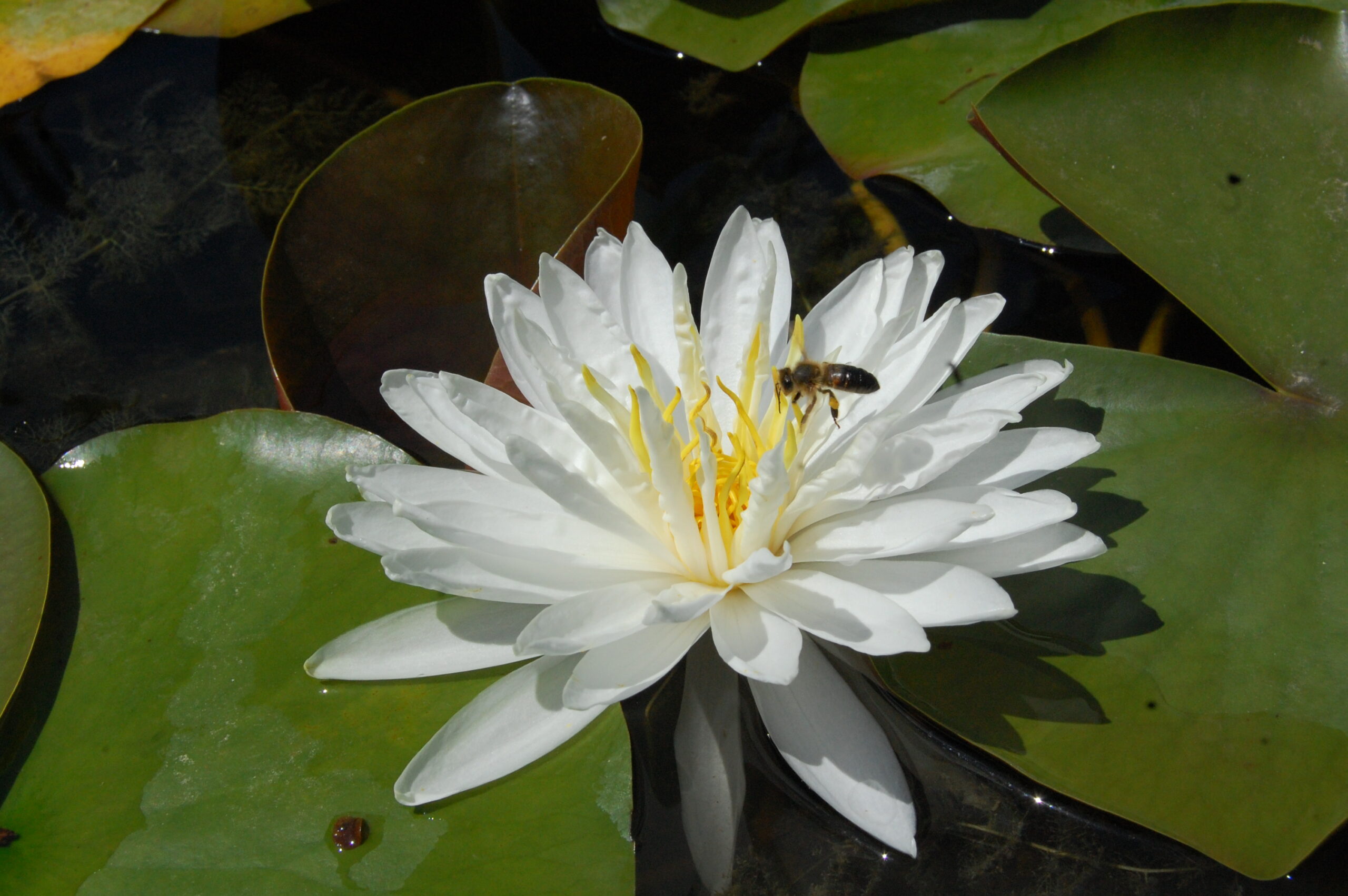 acheter nymphaea Snowflake for sale buy on line (12)