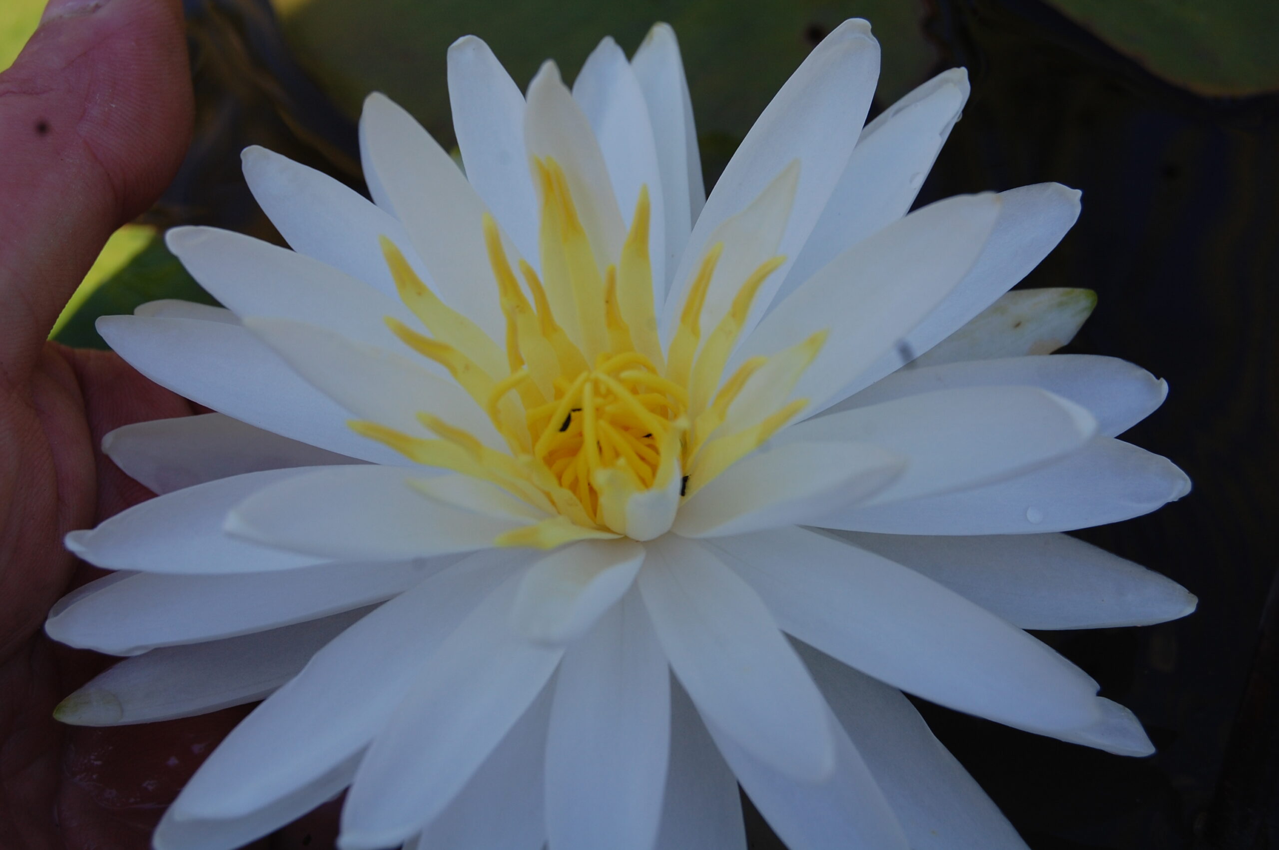 acheter nymphaea Snowflake for sale buy on line (18)