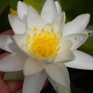 acheter nymphaea Souvenir de Fridolfing for sale buy on line (4)