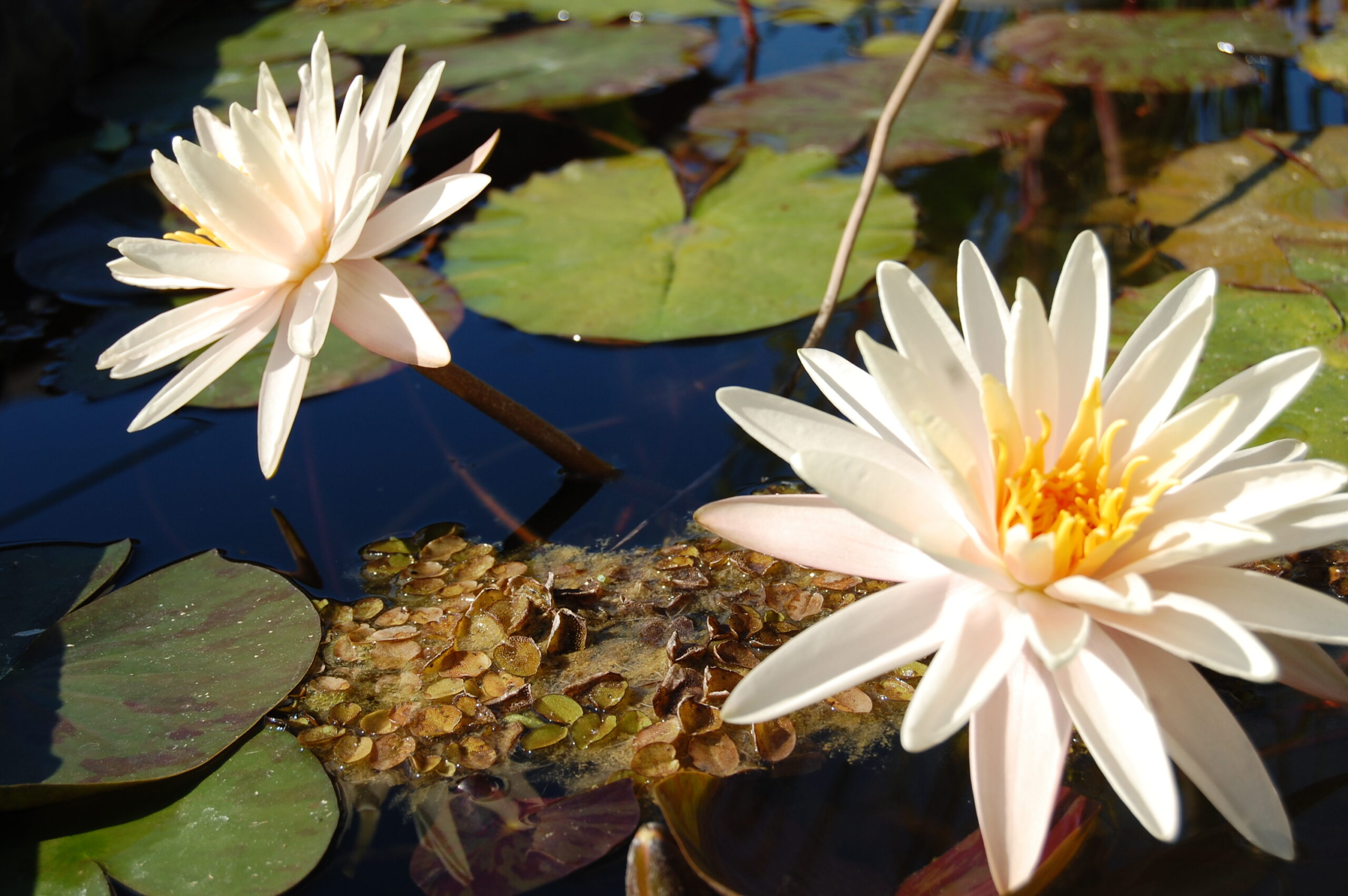 acheter nymphaea Starbright for sale buy on line (13)