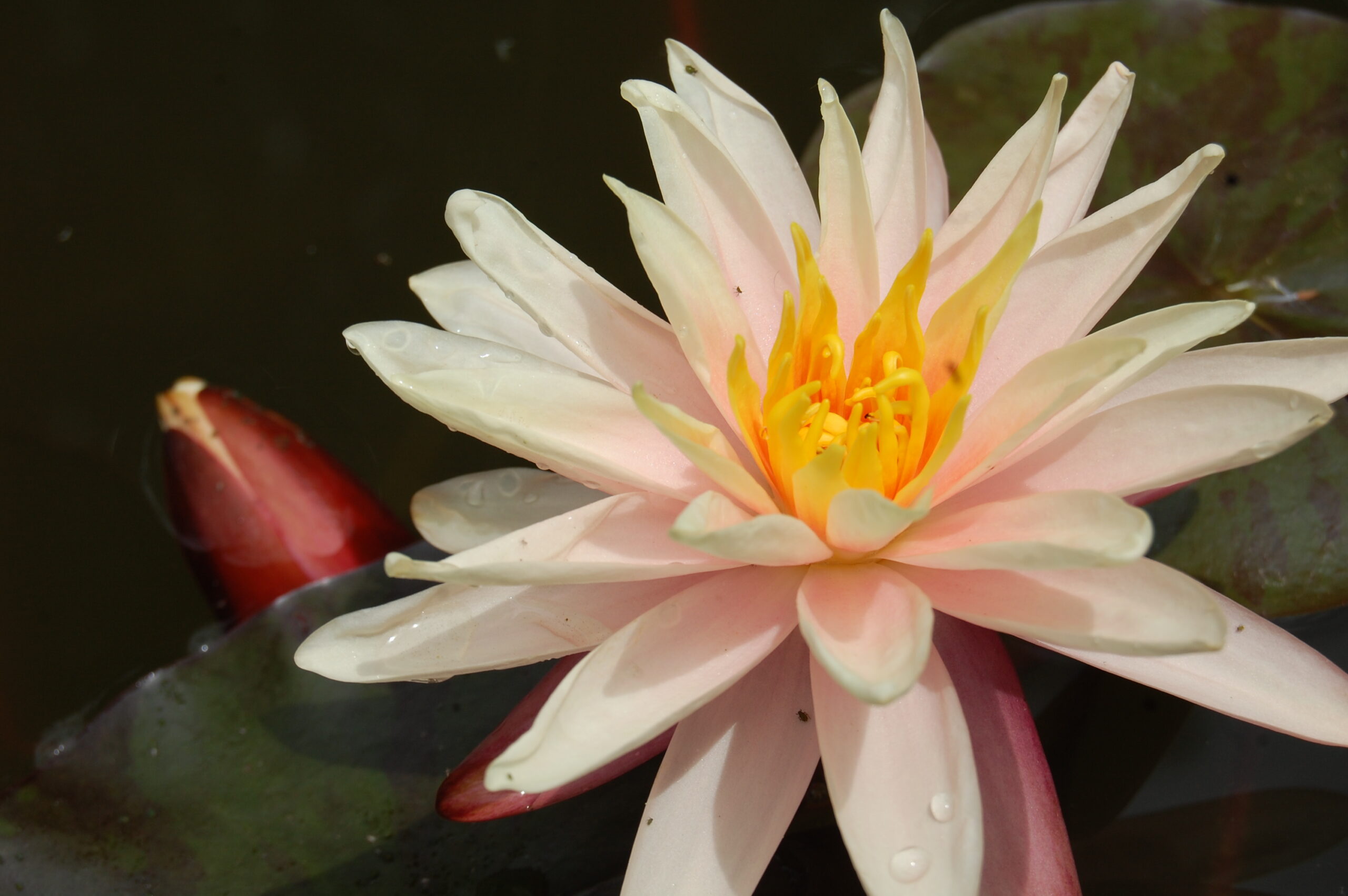acheter nymphaea Starbright for sale buy on line (15)