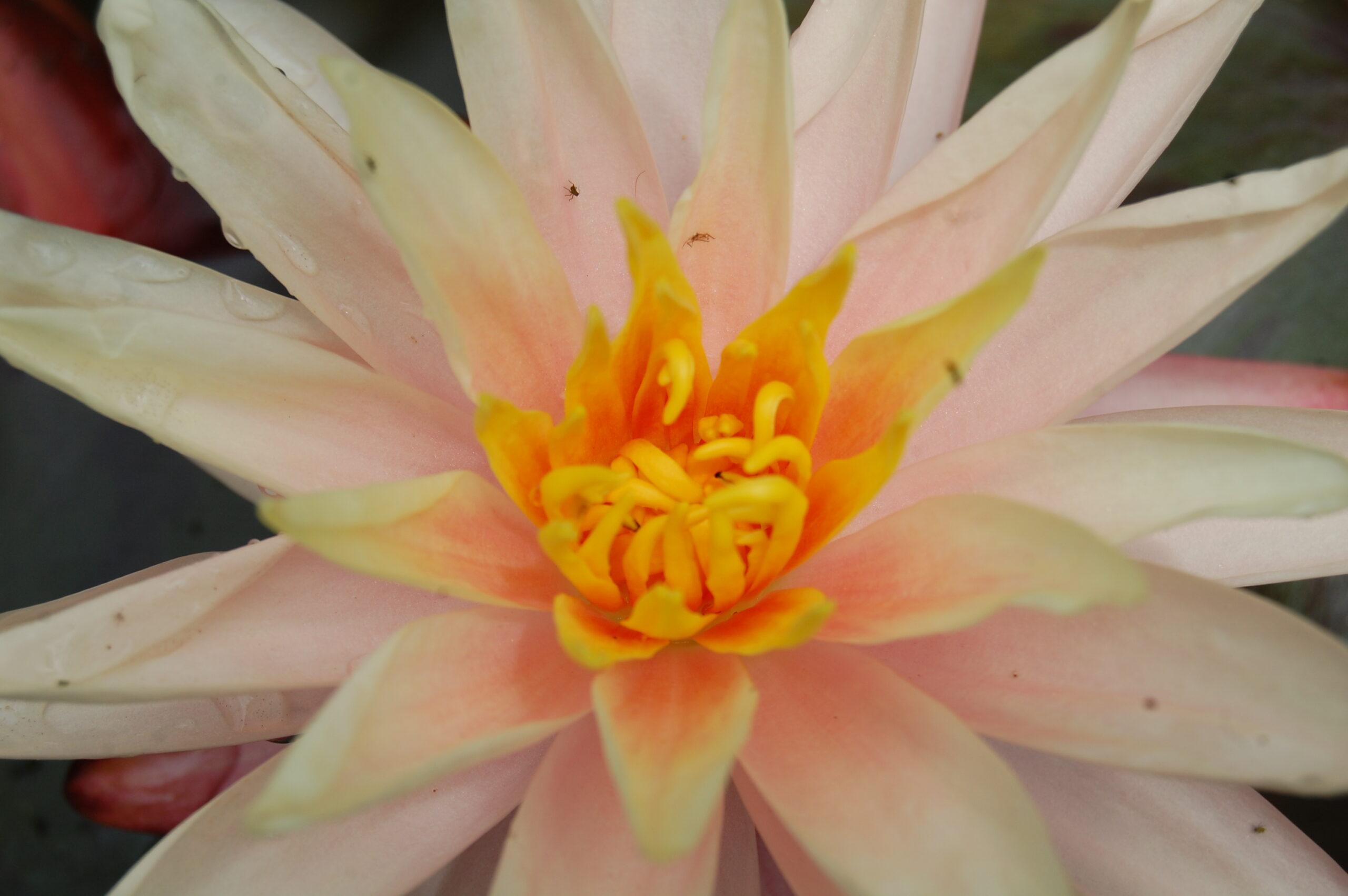 acheter nymphaea Starbright for sale buy on line (17)