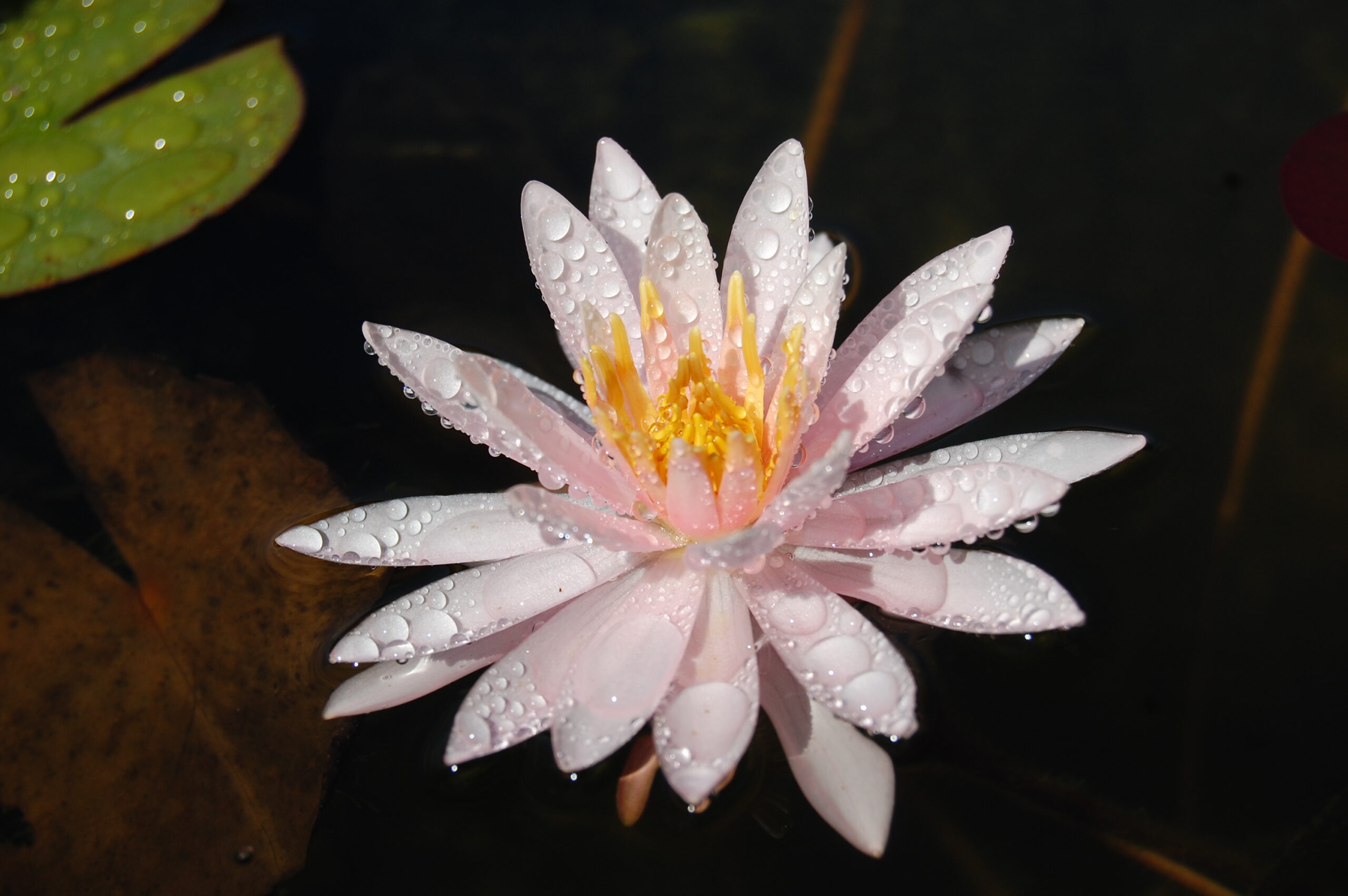 acheter nymphaea Starbright for sale buy on line (19)