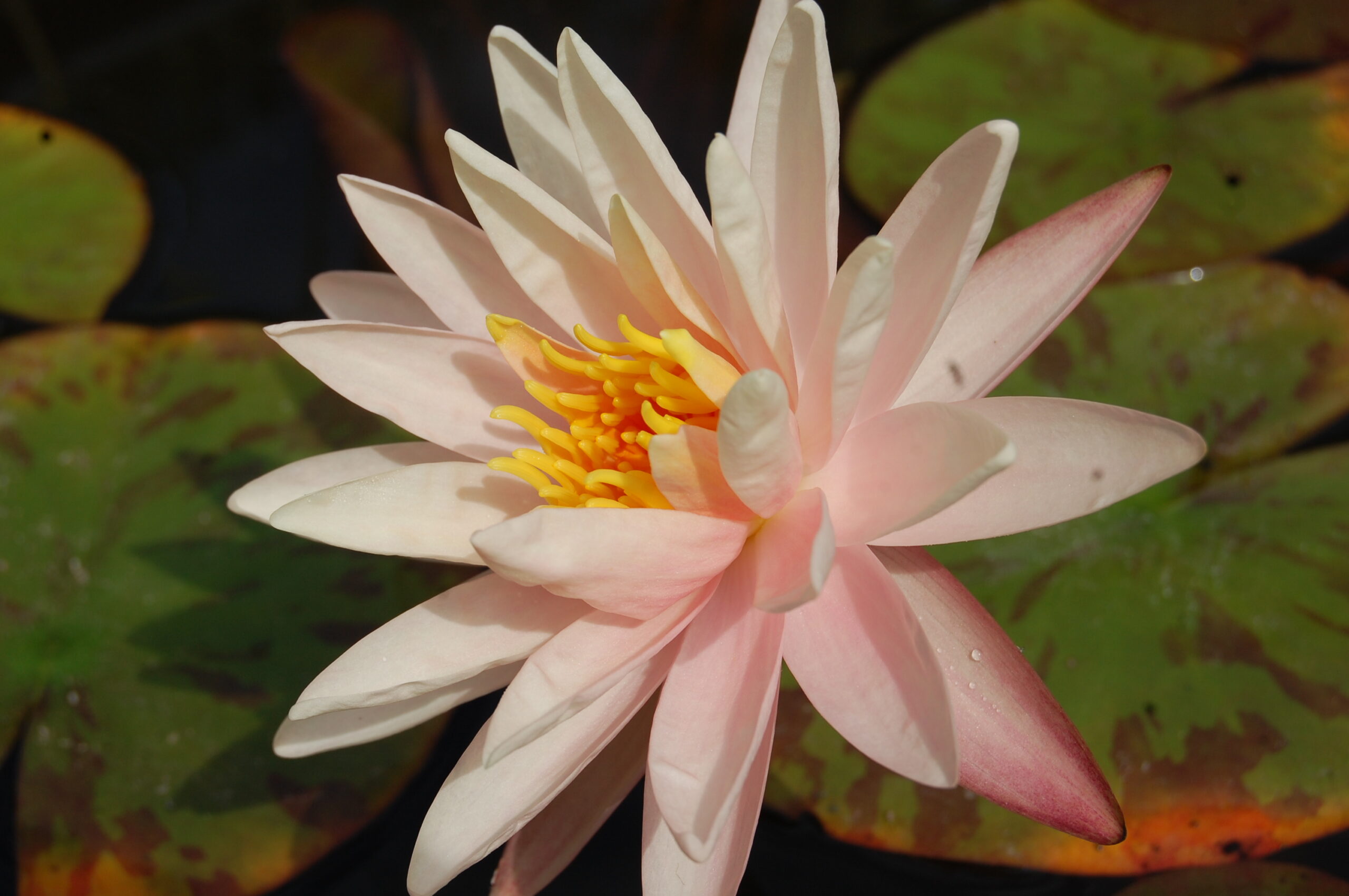acheter nymphaea Starbright for sale buy on line (2)