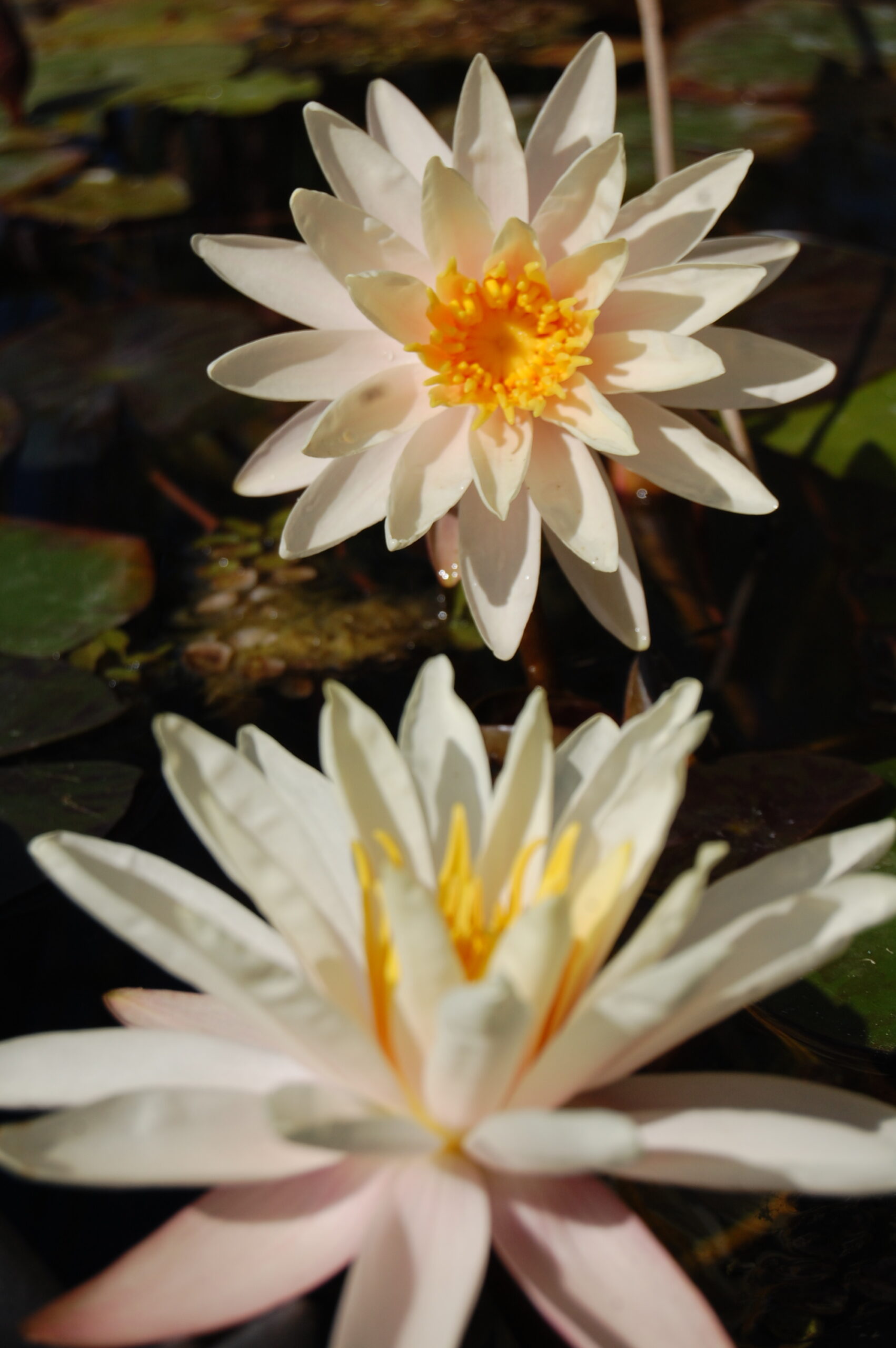 acheter nymphaea Starbright for sale buy on line (21)