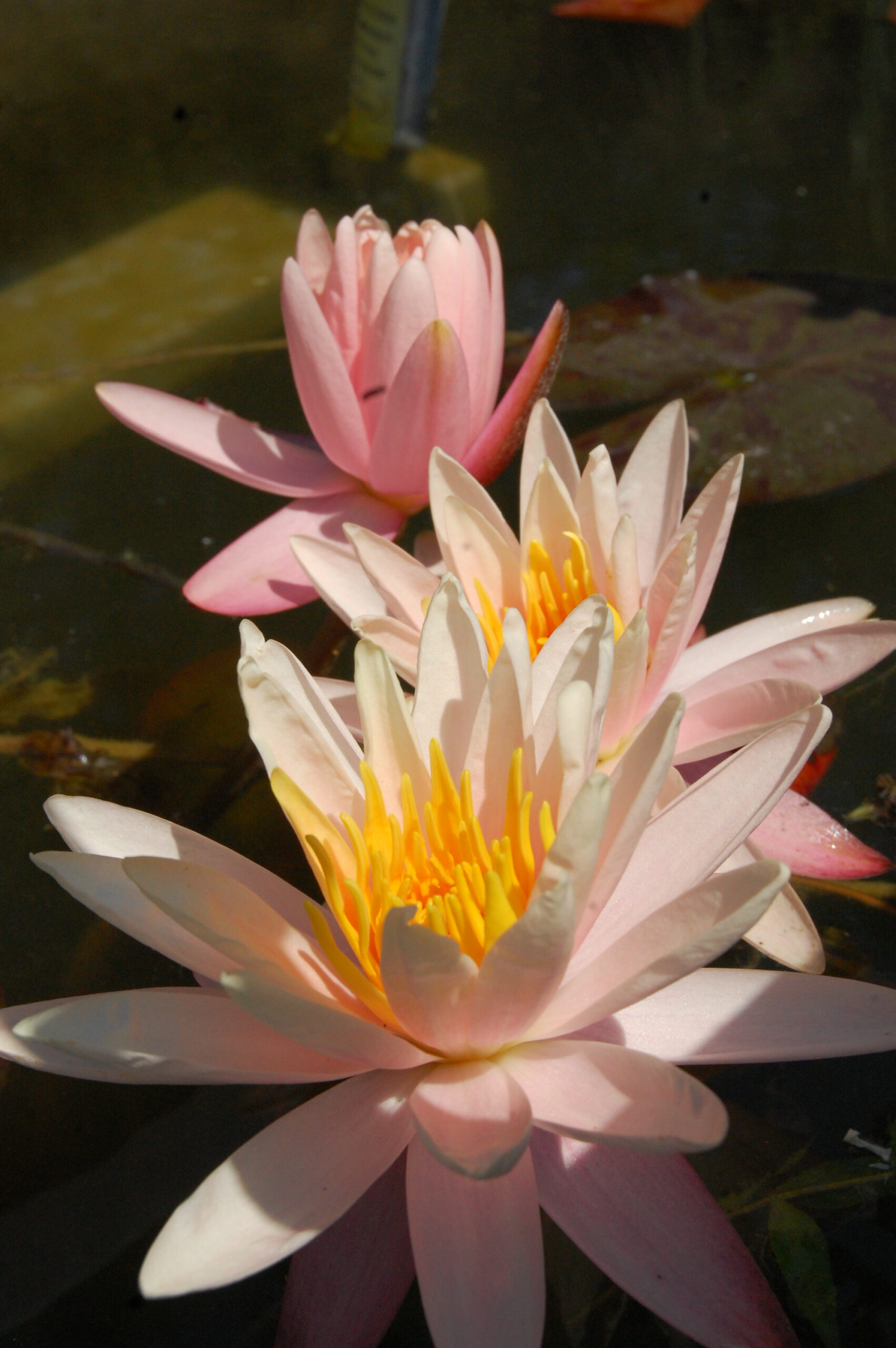 acheter nymphaea Starbright for sale buy on line (22)