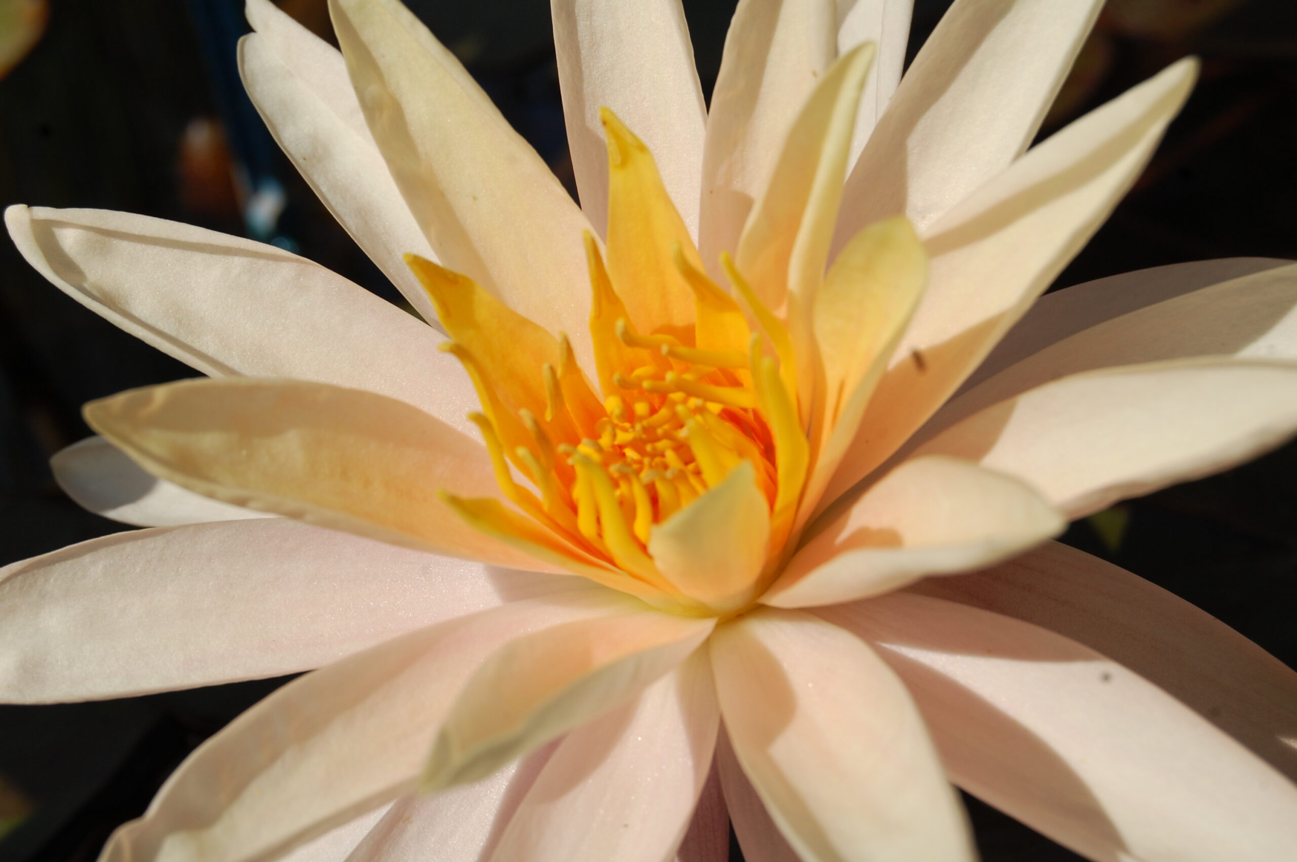 acheter nymphaea Starbright for sale buy on line (24)