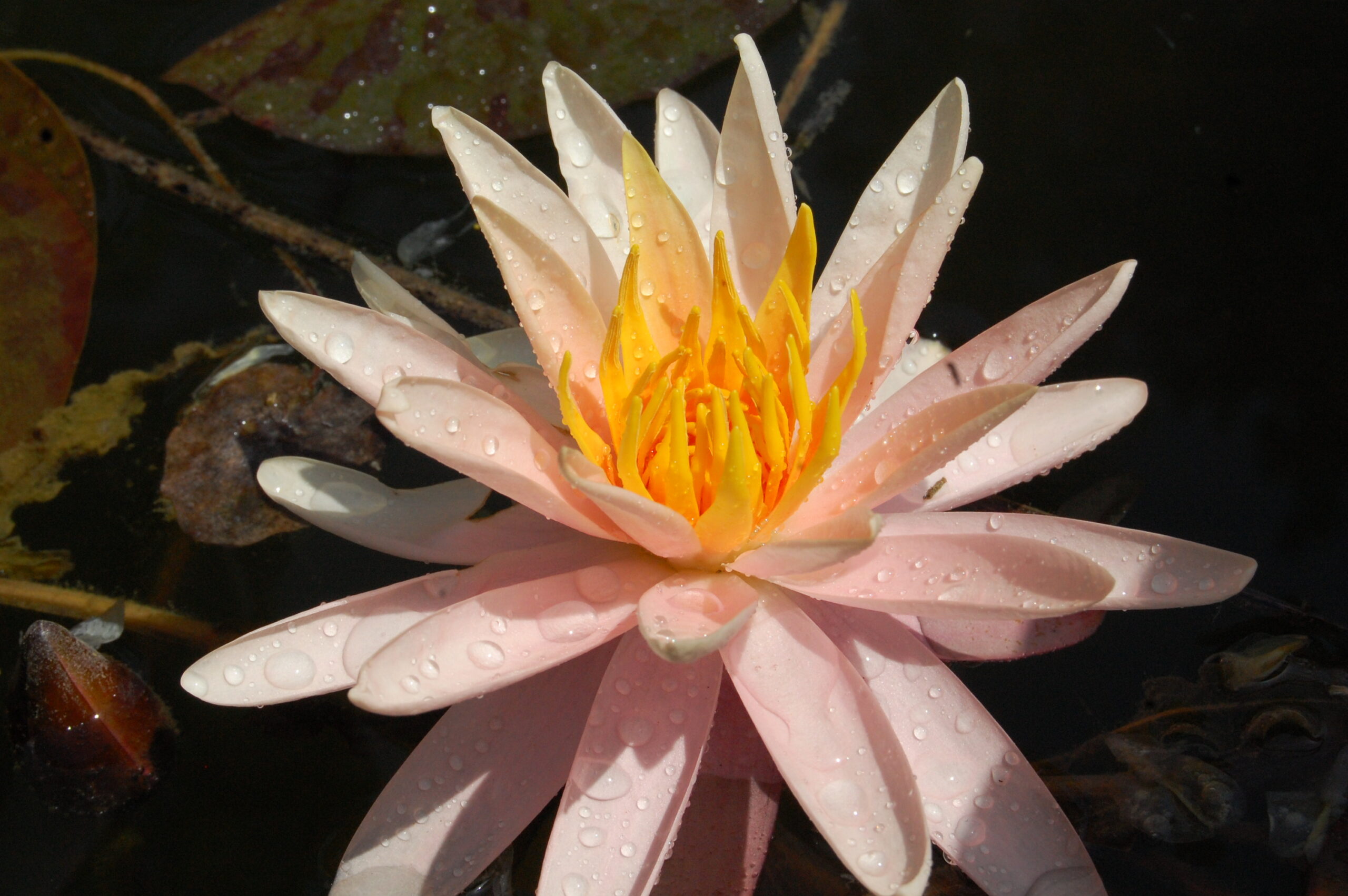 acheter nymphaea Starbright for sale buy on line (26)