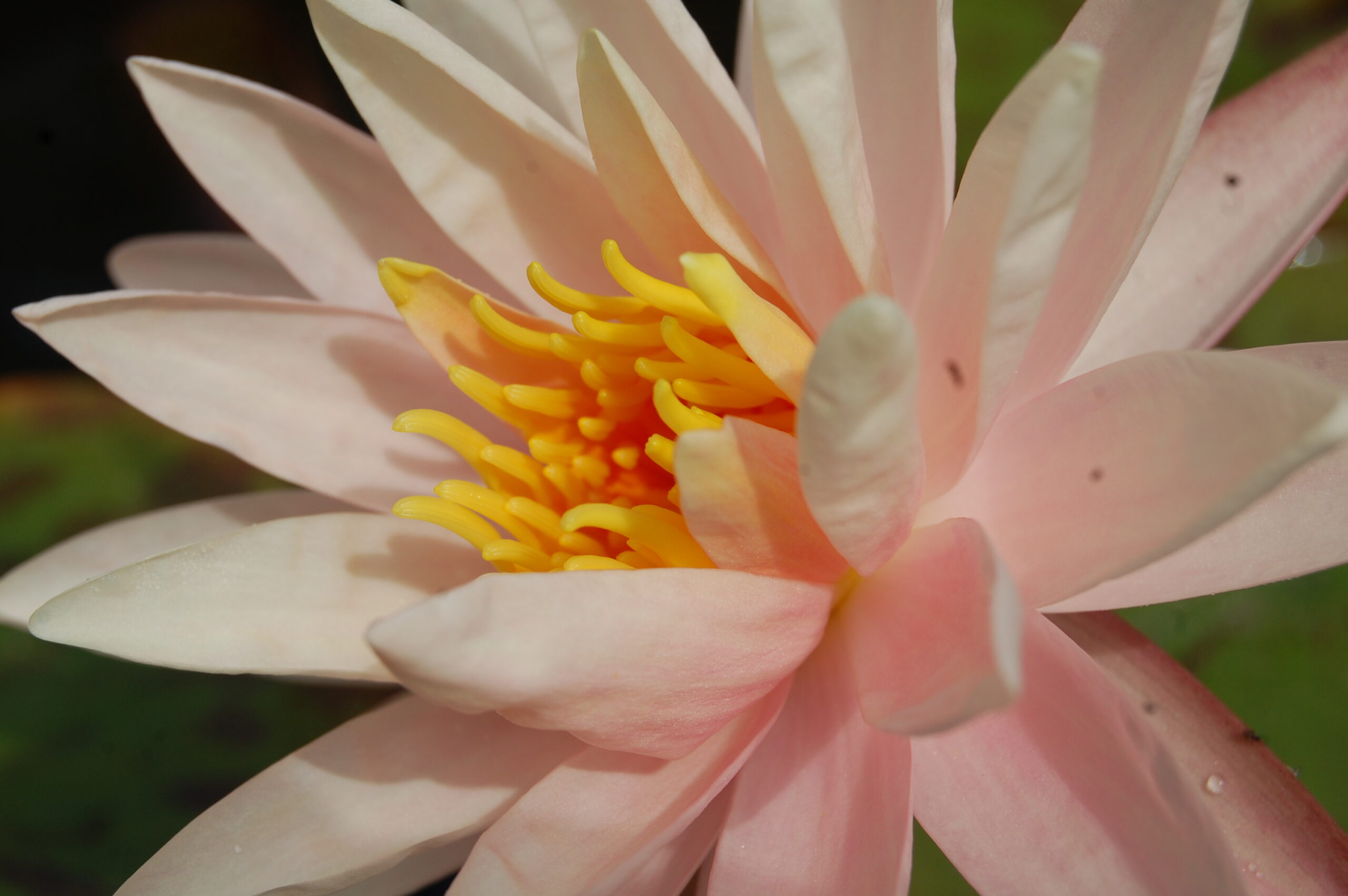 acheter nymphaea Starbright for sale buy on line (3)