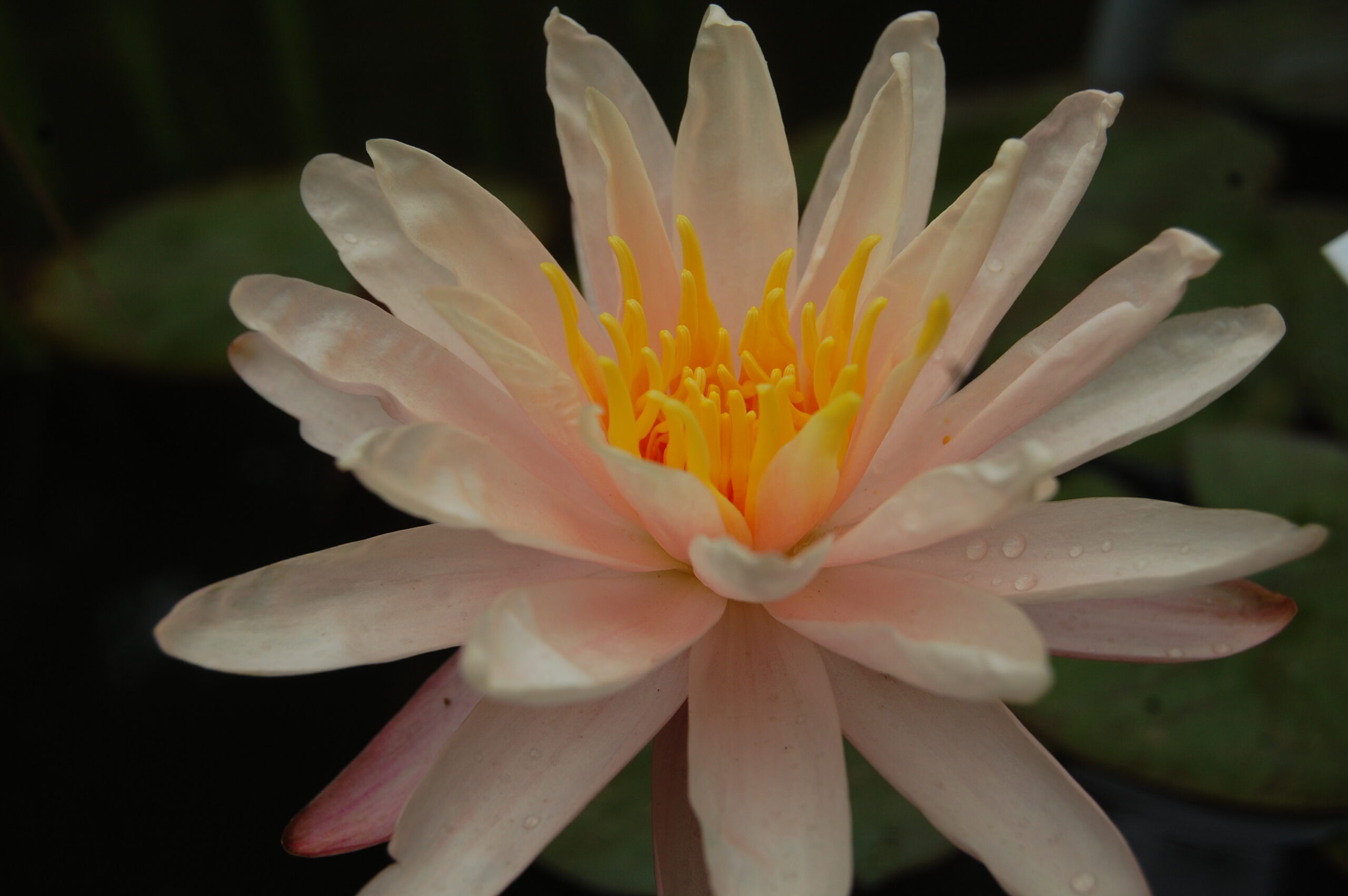 acheter nymphaea Starbright for sale buy on line (35)