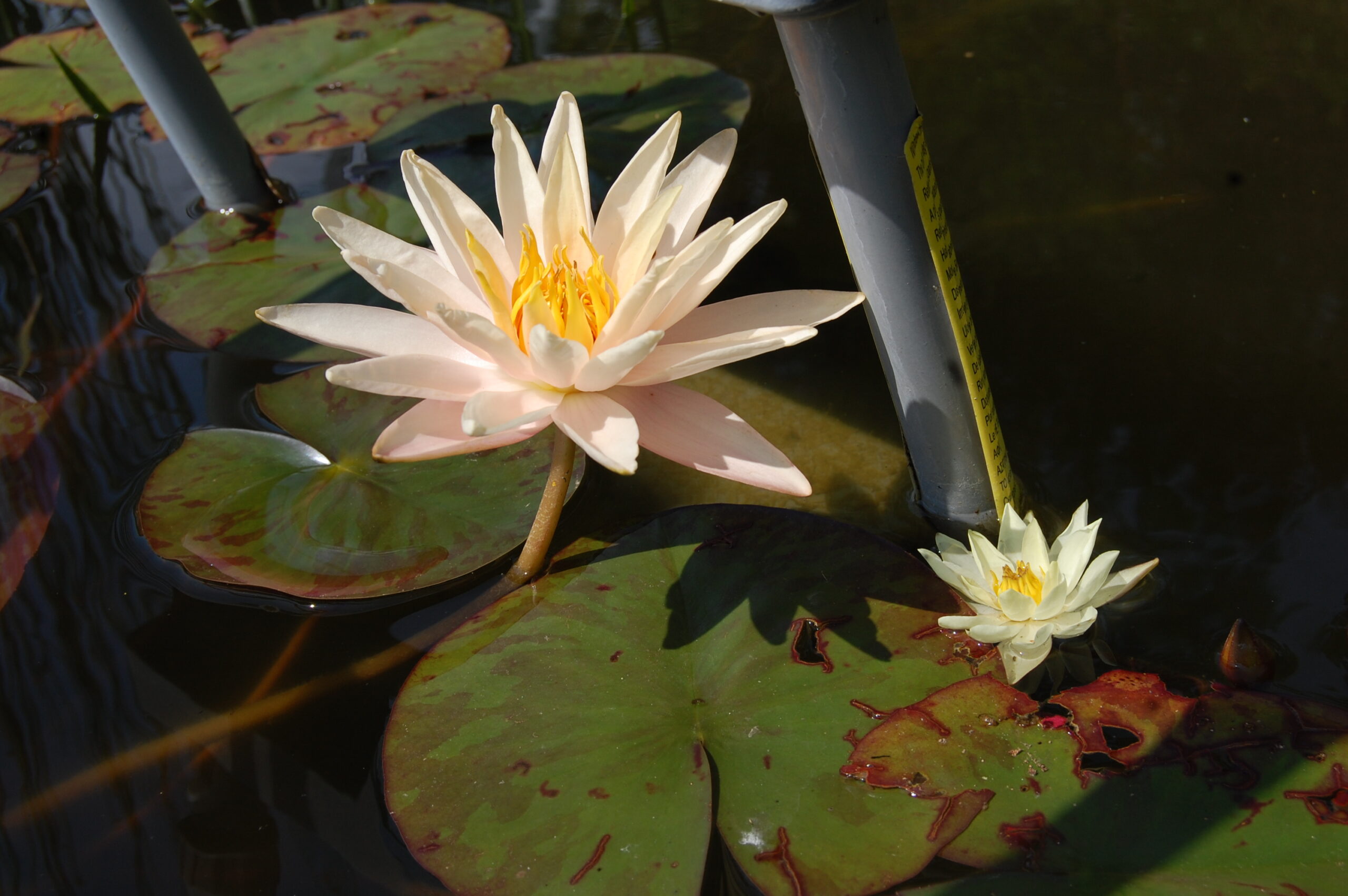 acheter nymphaea Starbright for sale buy on line (36)