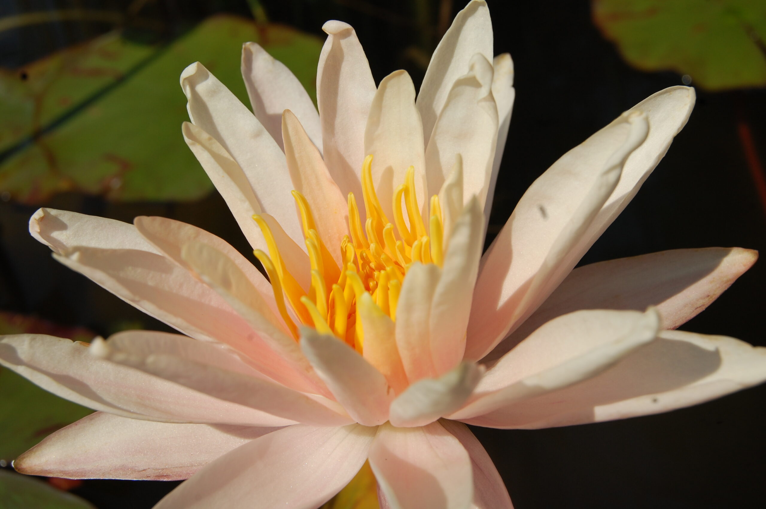 acheter nymphaea Starbright for sale buy on line (38)
