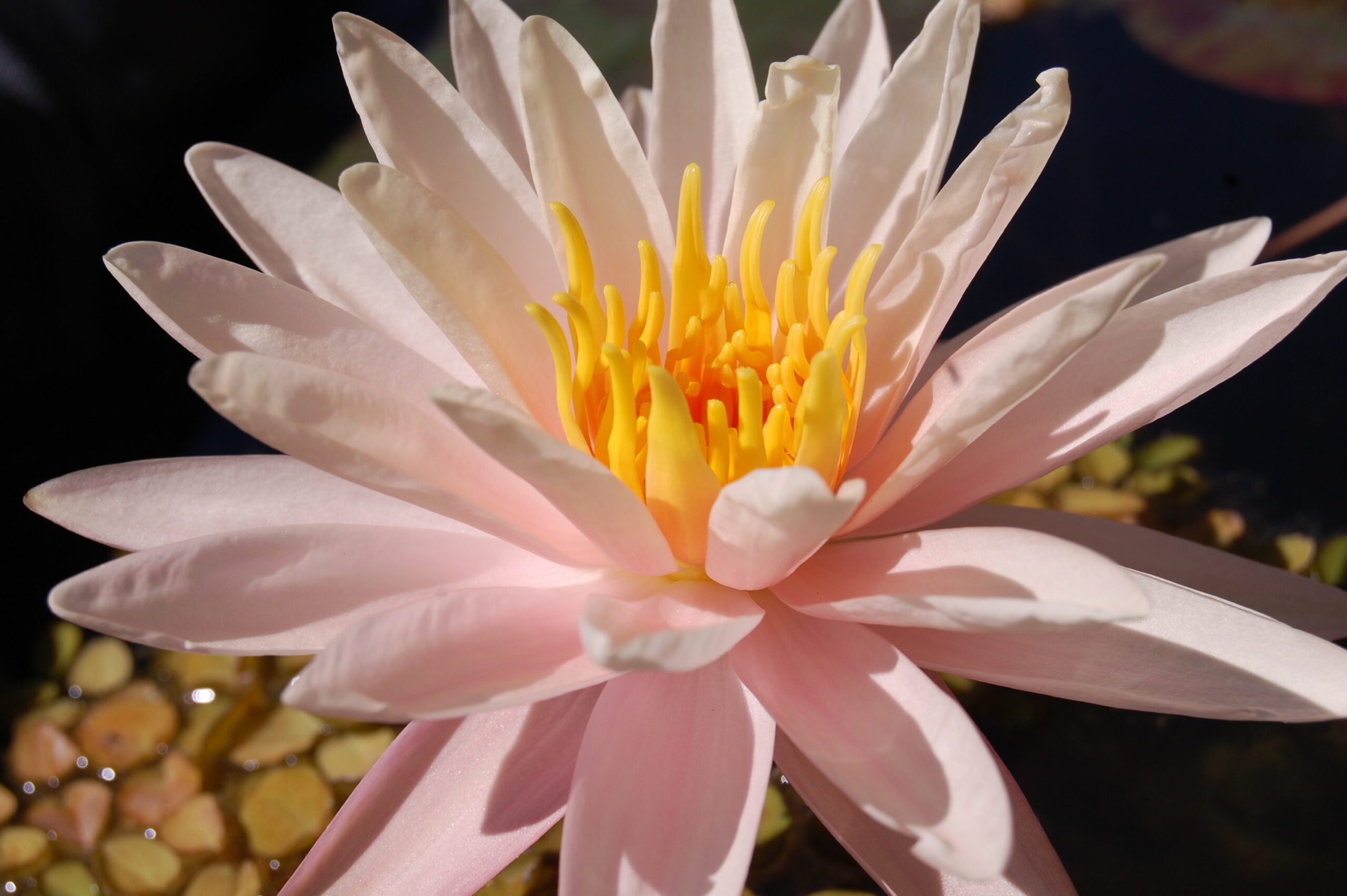 acheter nymphaea Starbright for sale buy on line (40)