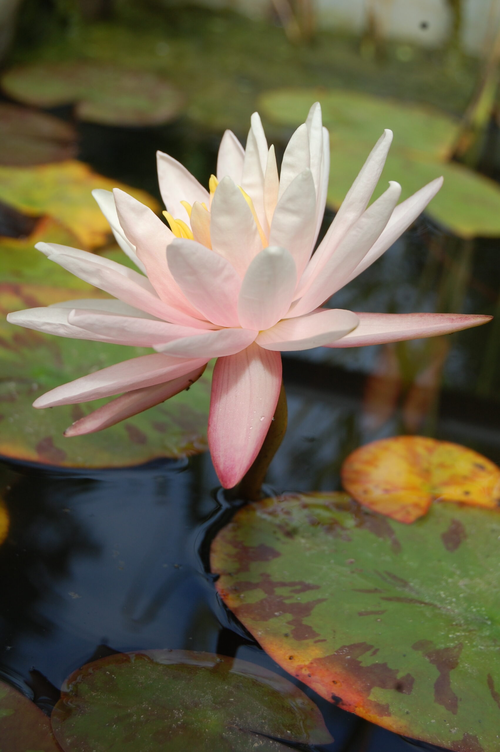 acheter nymphaea Starbright for sale buy on line (7)