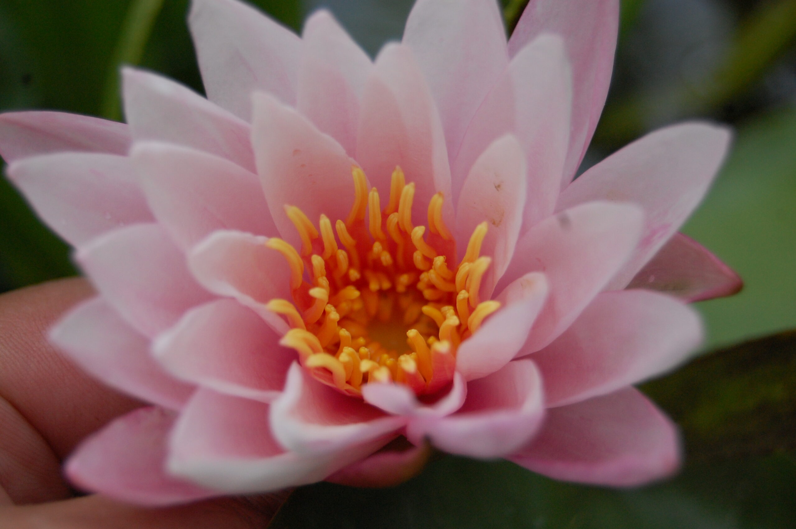 acheter nymphaea Striata for sale buy on line (1)