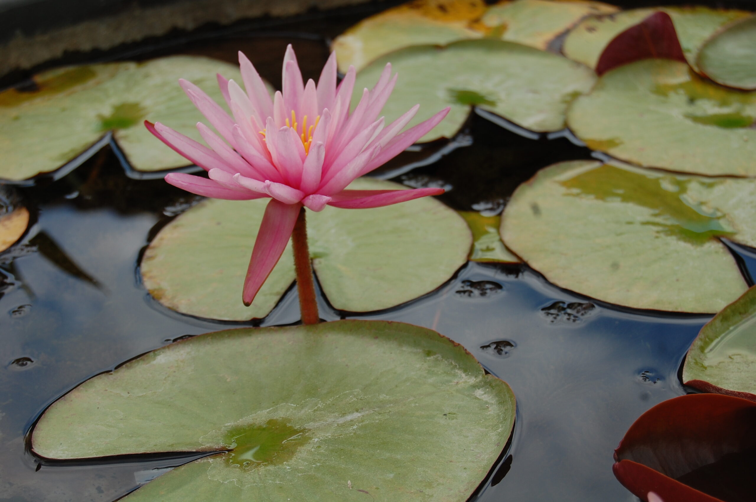acheter nymphaea Striata for sale buy on line (3)