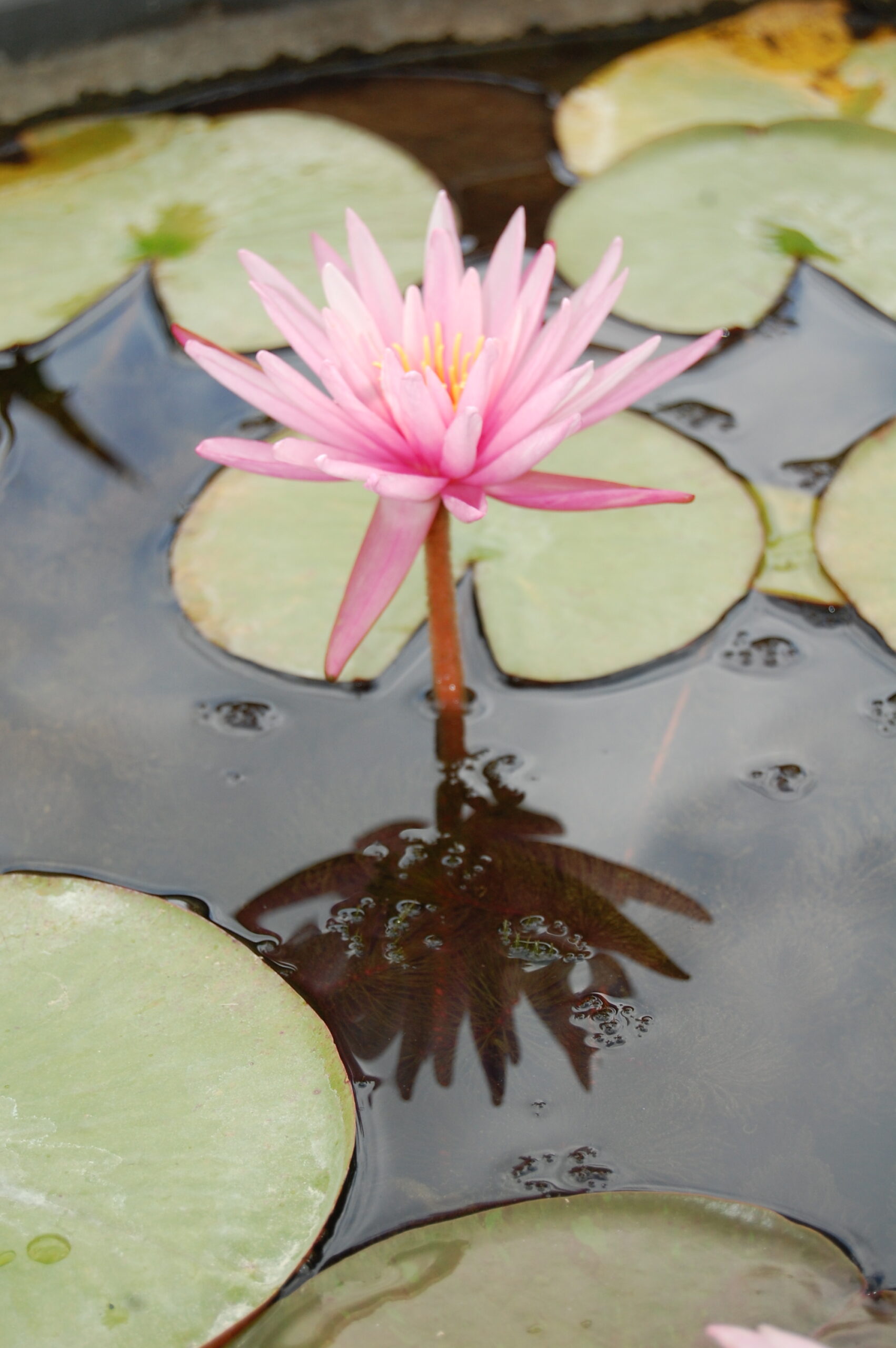 acheter nymphaea Striata for sale buy on line (4)