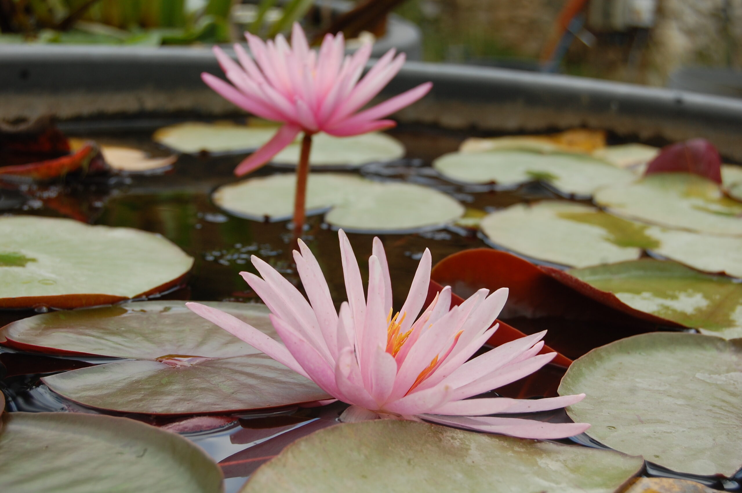 acheter nymphaea Striata for sale buy on line (6)