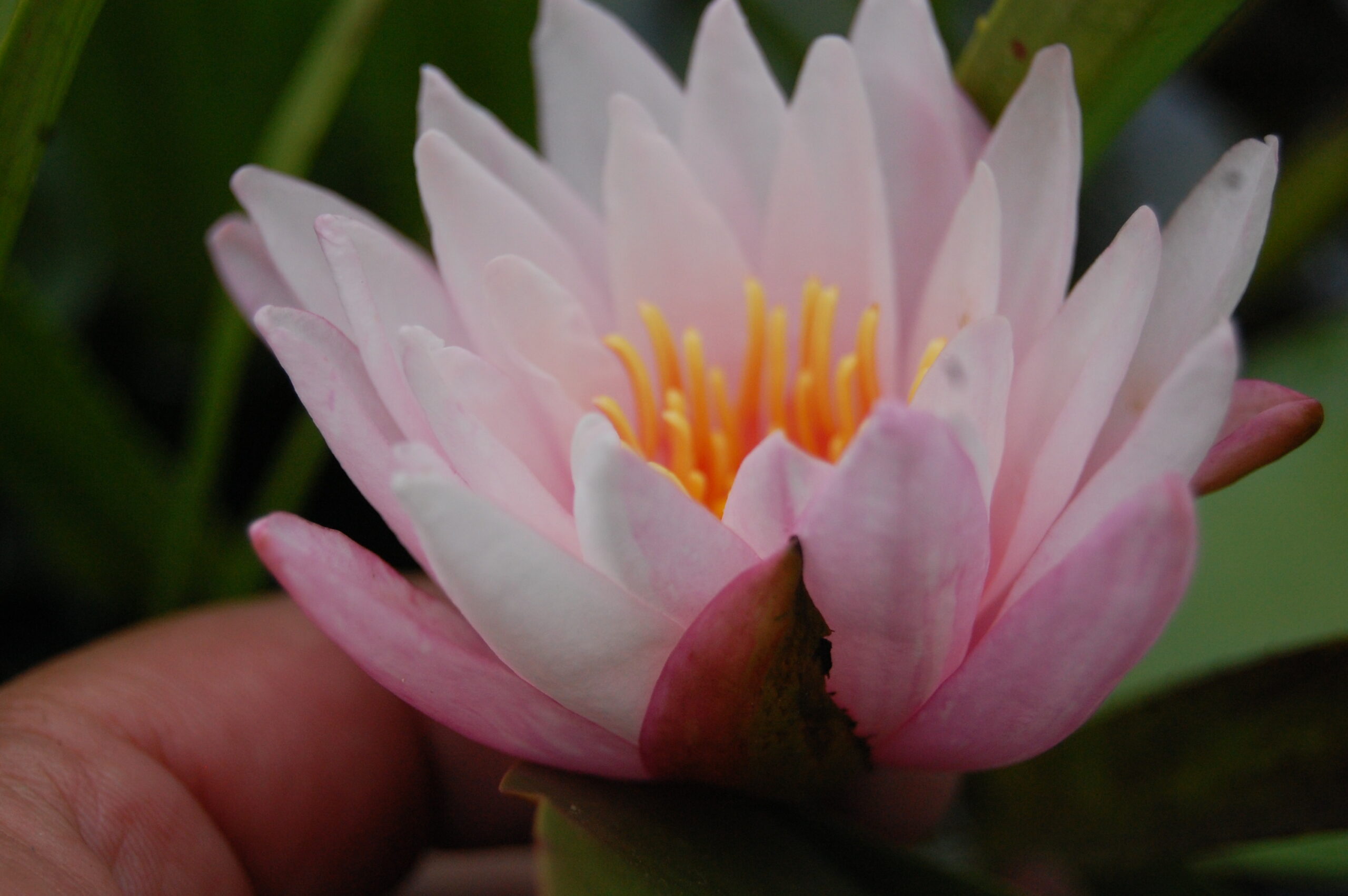 acheter nymphaea Striata for sale buy on line (7)