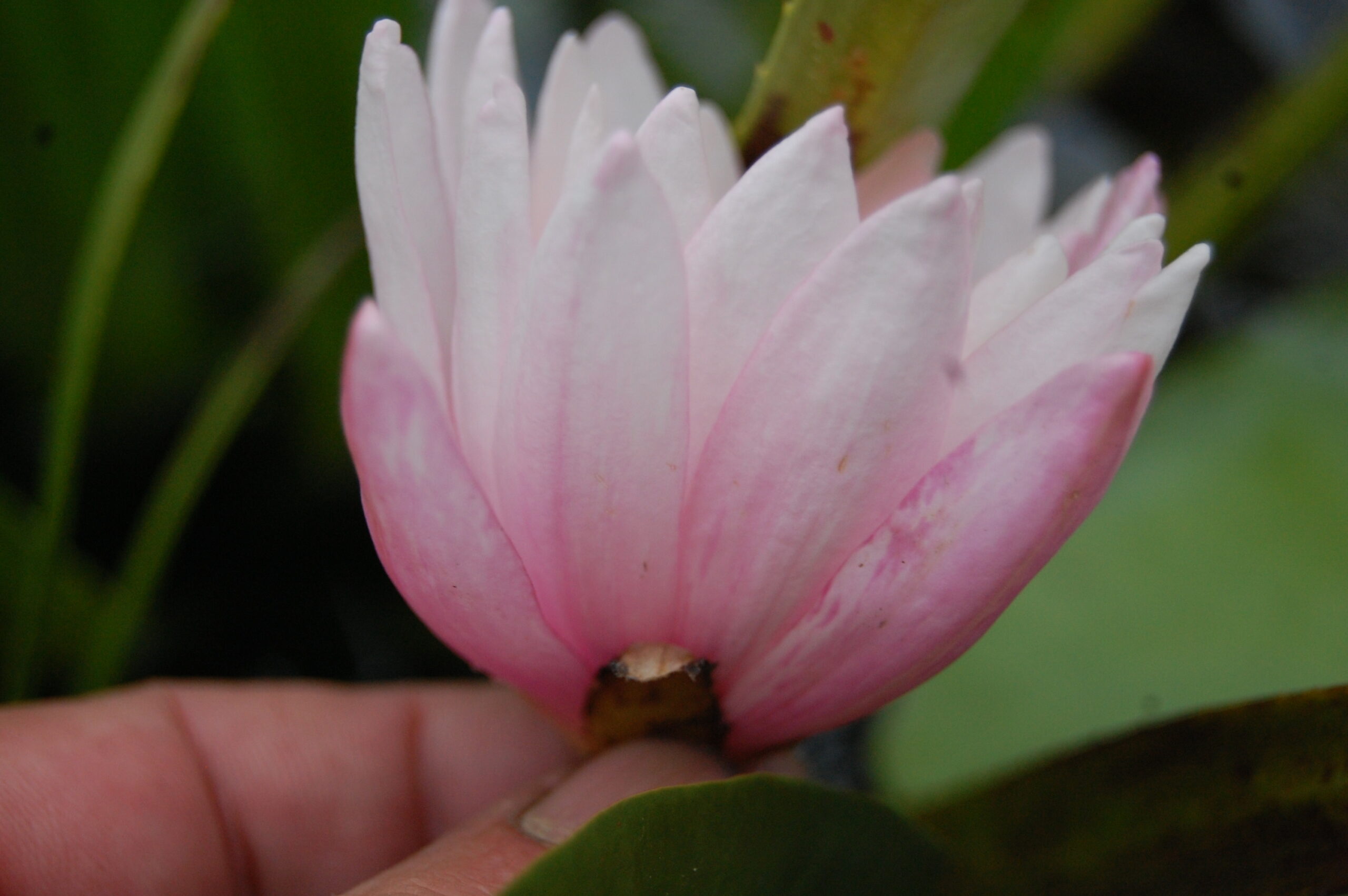 acheter nymphaea Striata for sale buy on line (8)