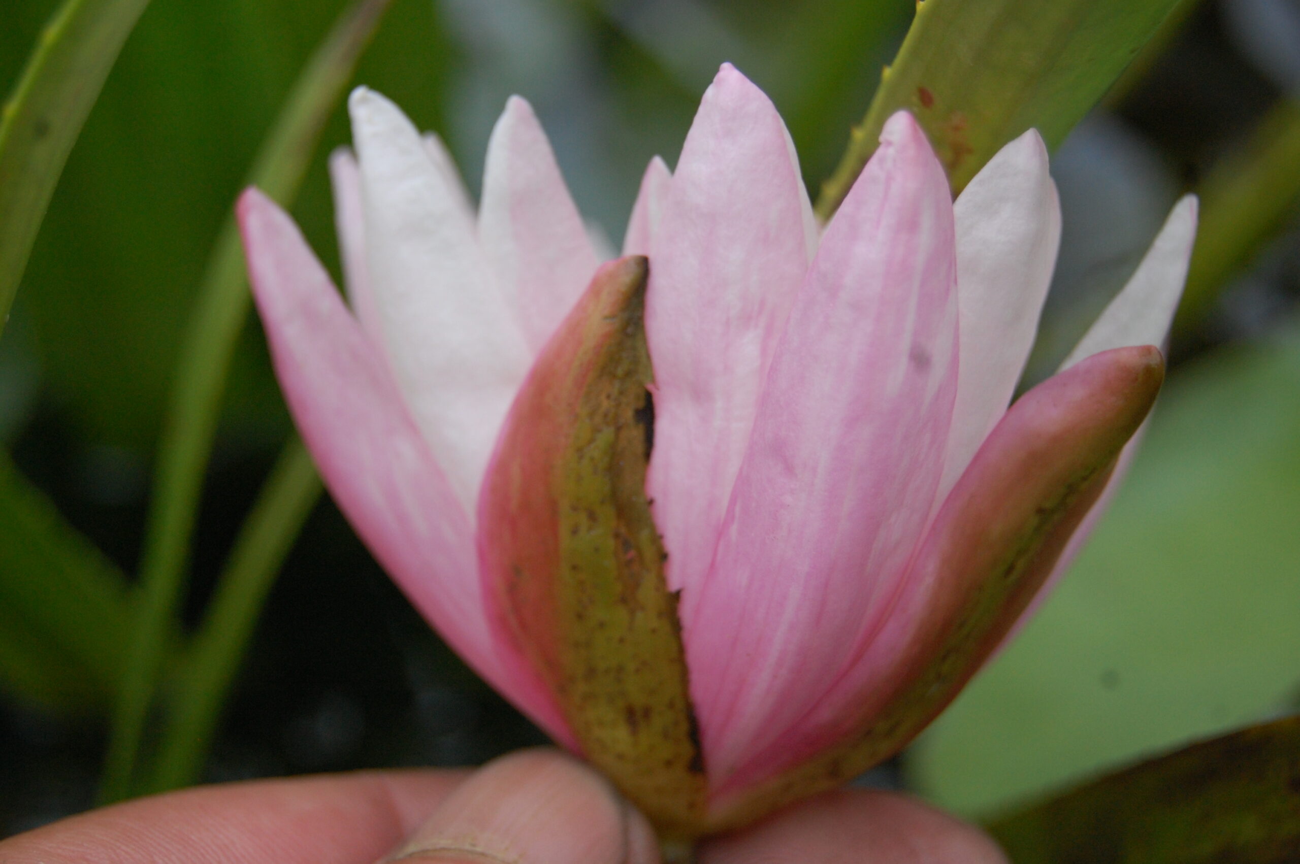 acheter nymphaea Striata for sale buy on line (9)
