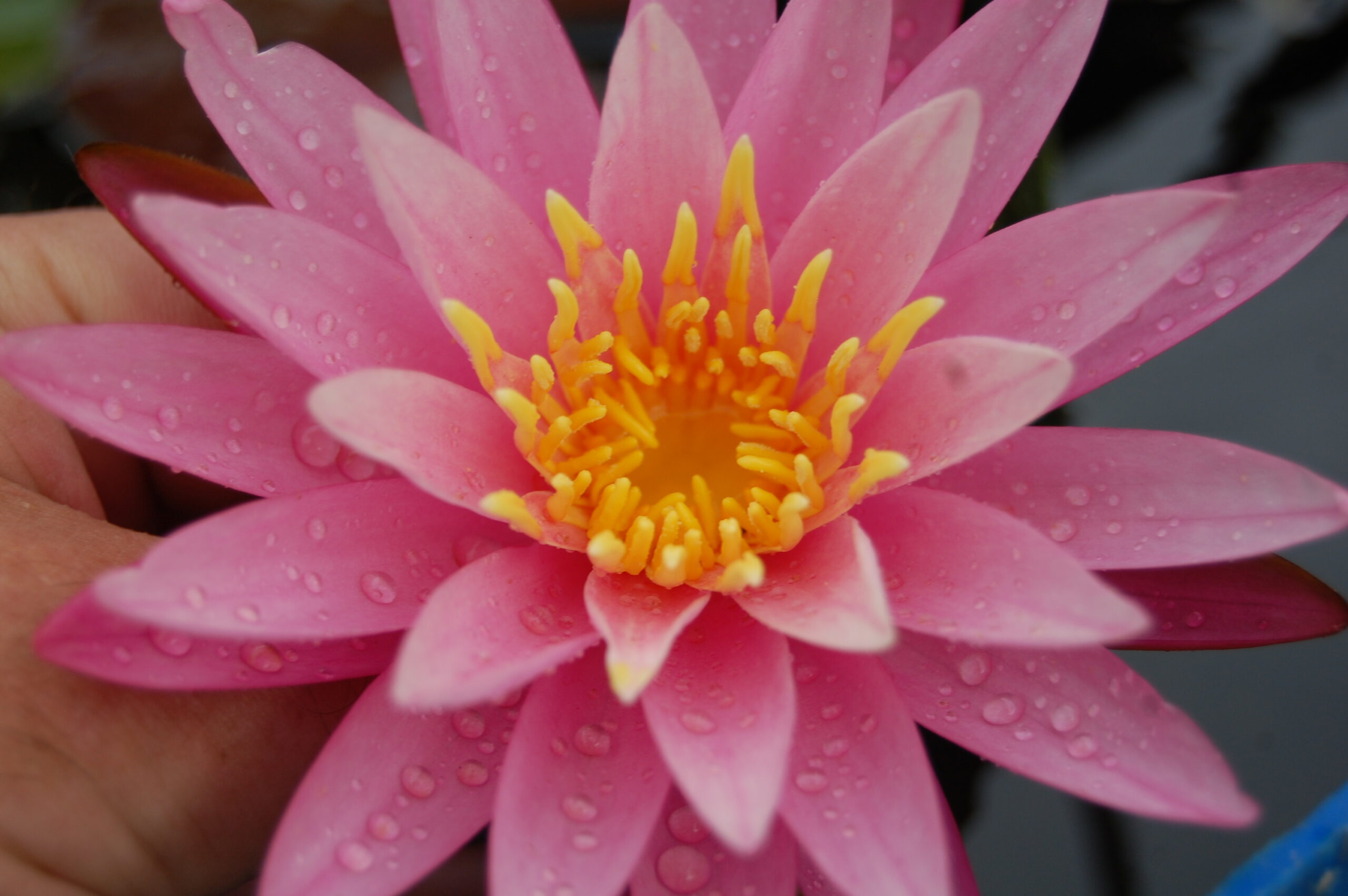 acheter nymphaea Sue Ellen for sale buy on line (1)