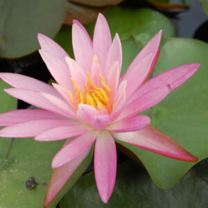 acheter nymphaea Sue Ellen for sale buy on line (13)