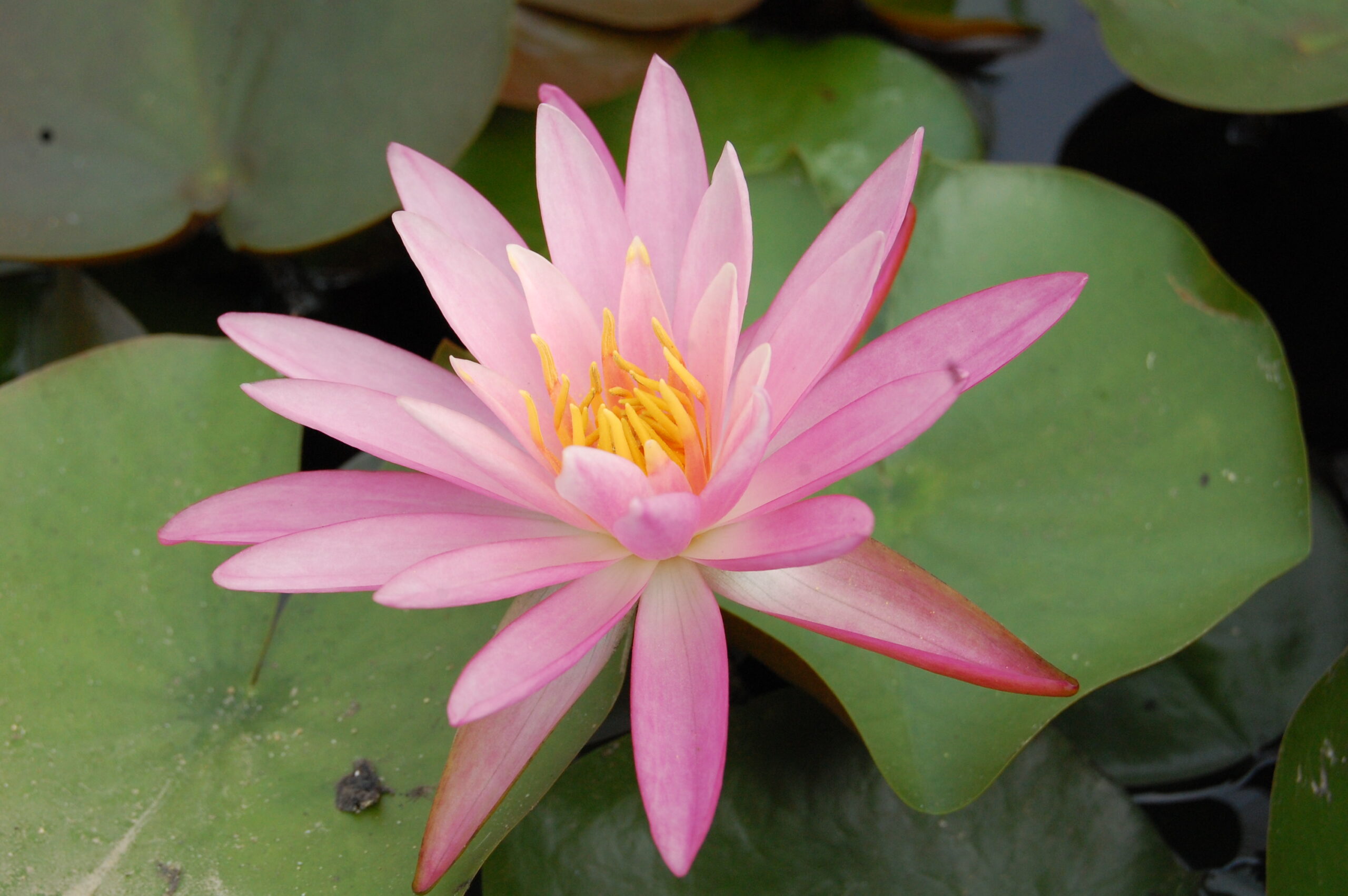 acheter nymphaea Sue Ellen for sale buy on line (13)