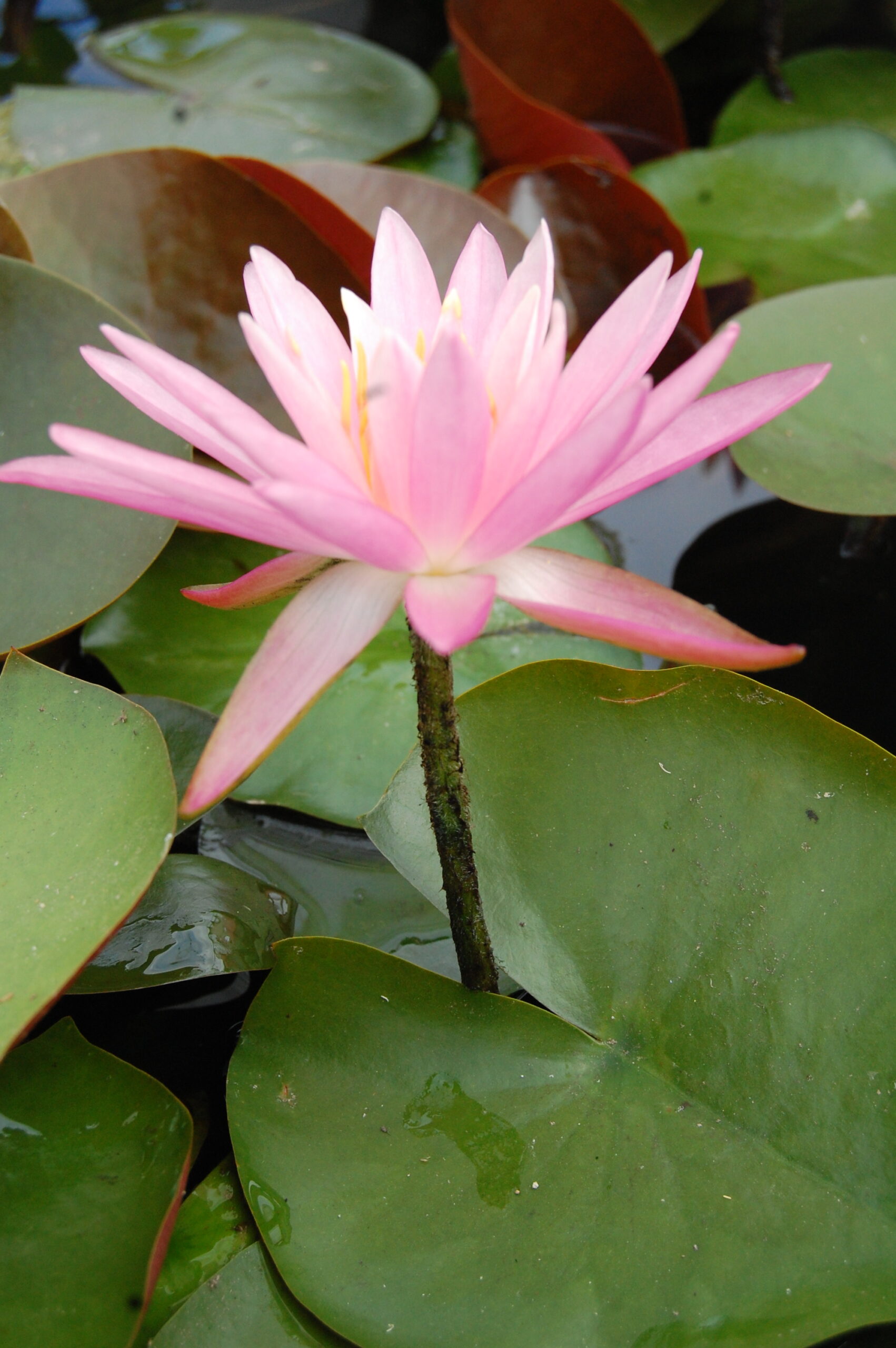 acheter nymphaea Sue Ellen for sale buy on line (14)