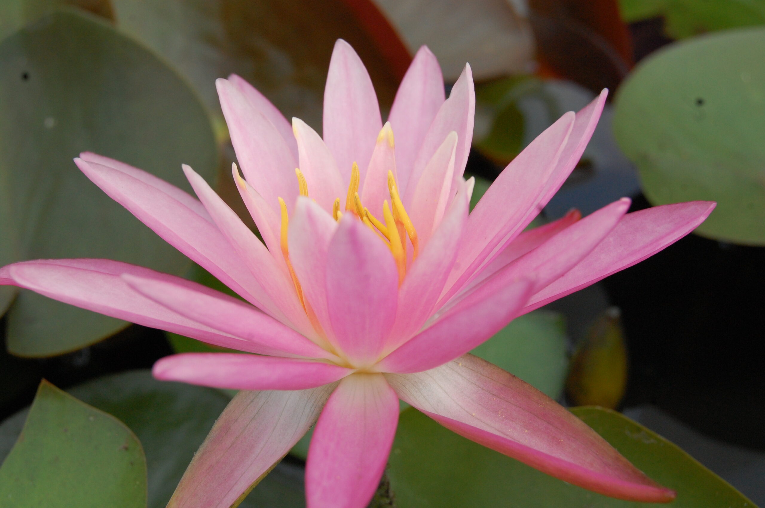 acheter nymphaea Sue Ellen for sale buy on line (15)