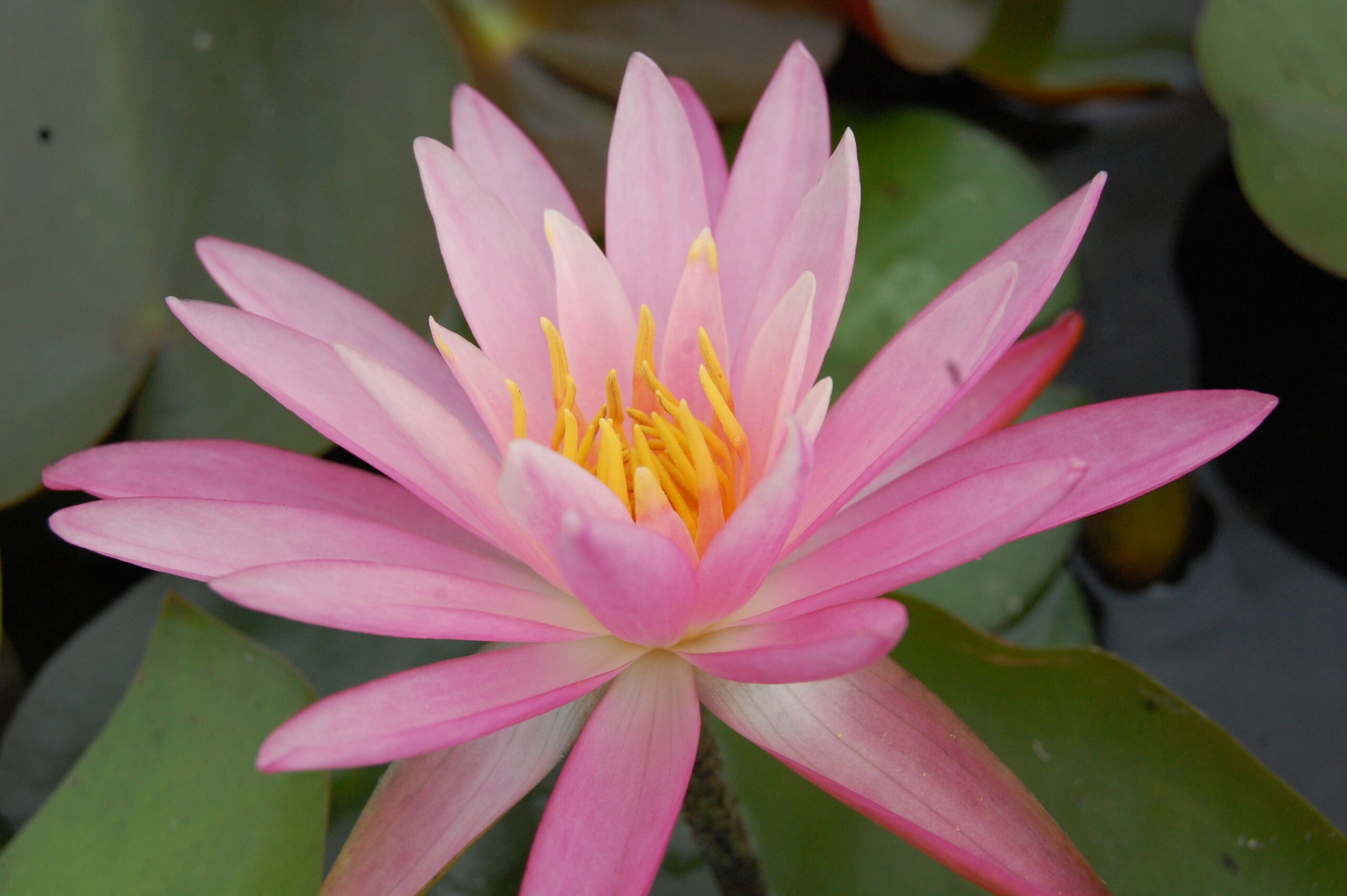 acheter nymphaea Sue Ellen for sale buy on line (16)