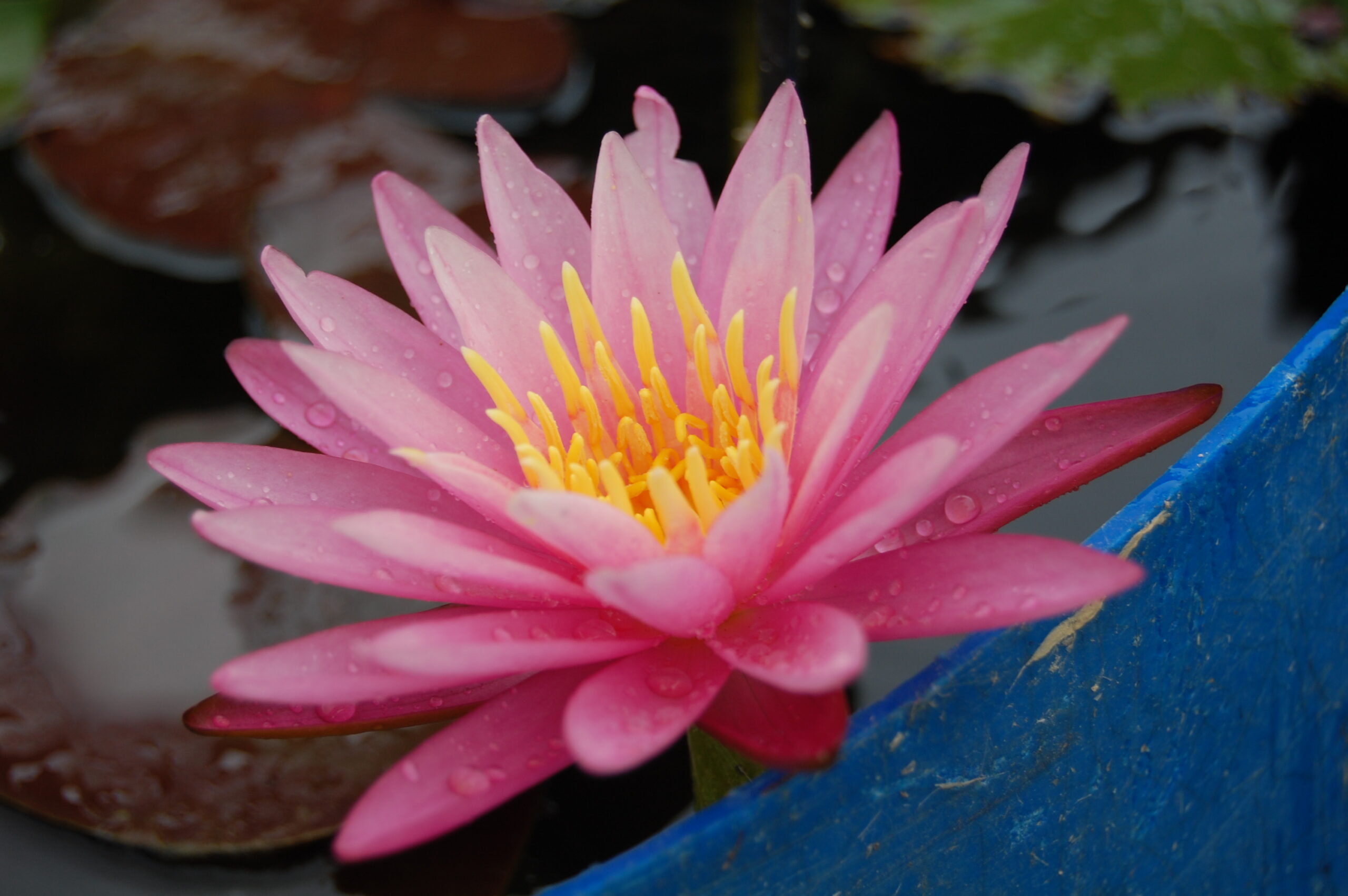 acheter nymphaea Sue Ellen for sale buy on line (18)