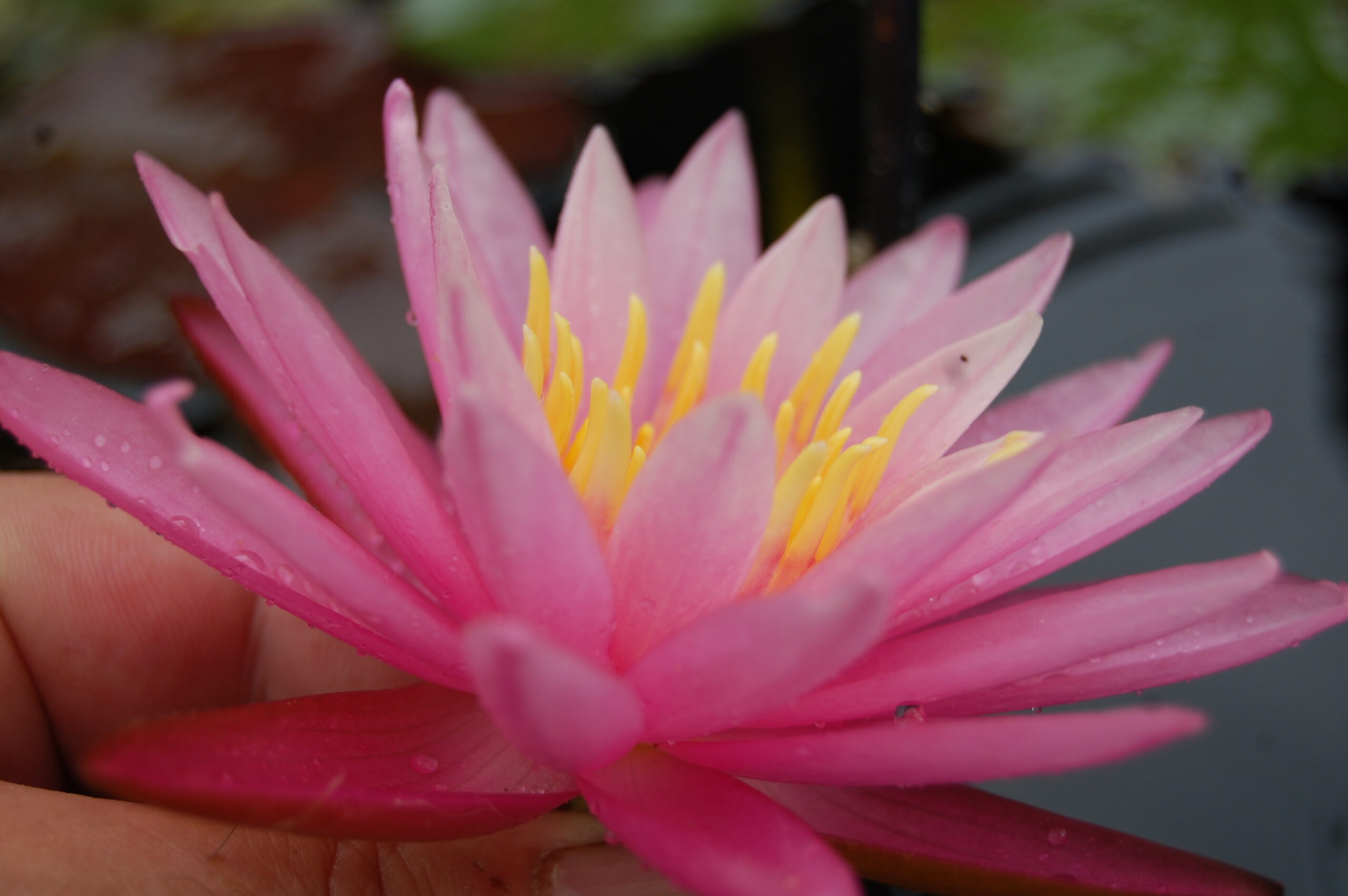 acheter nymphaea Sue Ellen for sale buy on line (22)