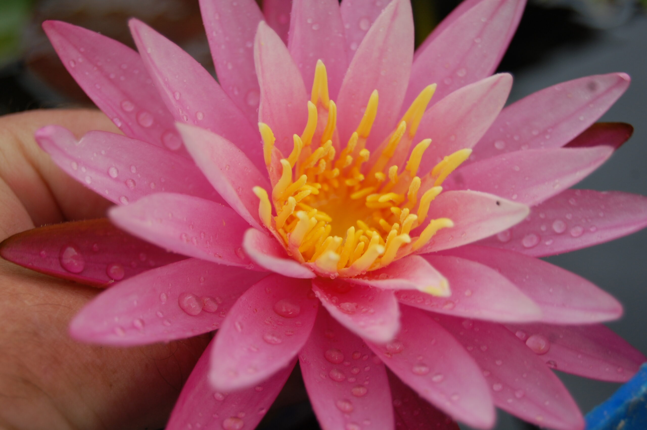 acheter nymphaea Sue Ellen for sale buy on line (28)