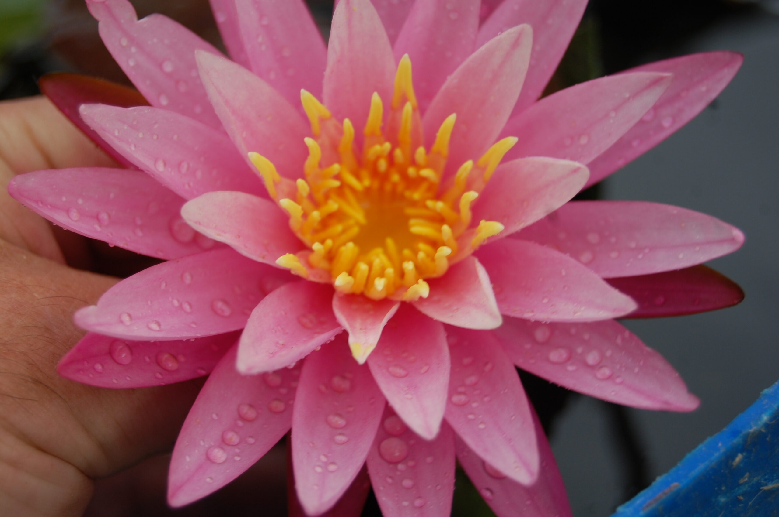 acheter nymphaea Sue Ellen for sale buy on line (31)