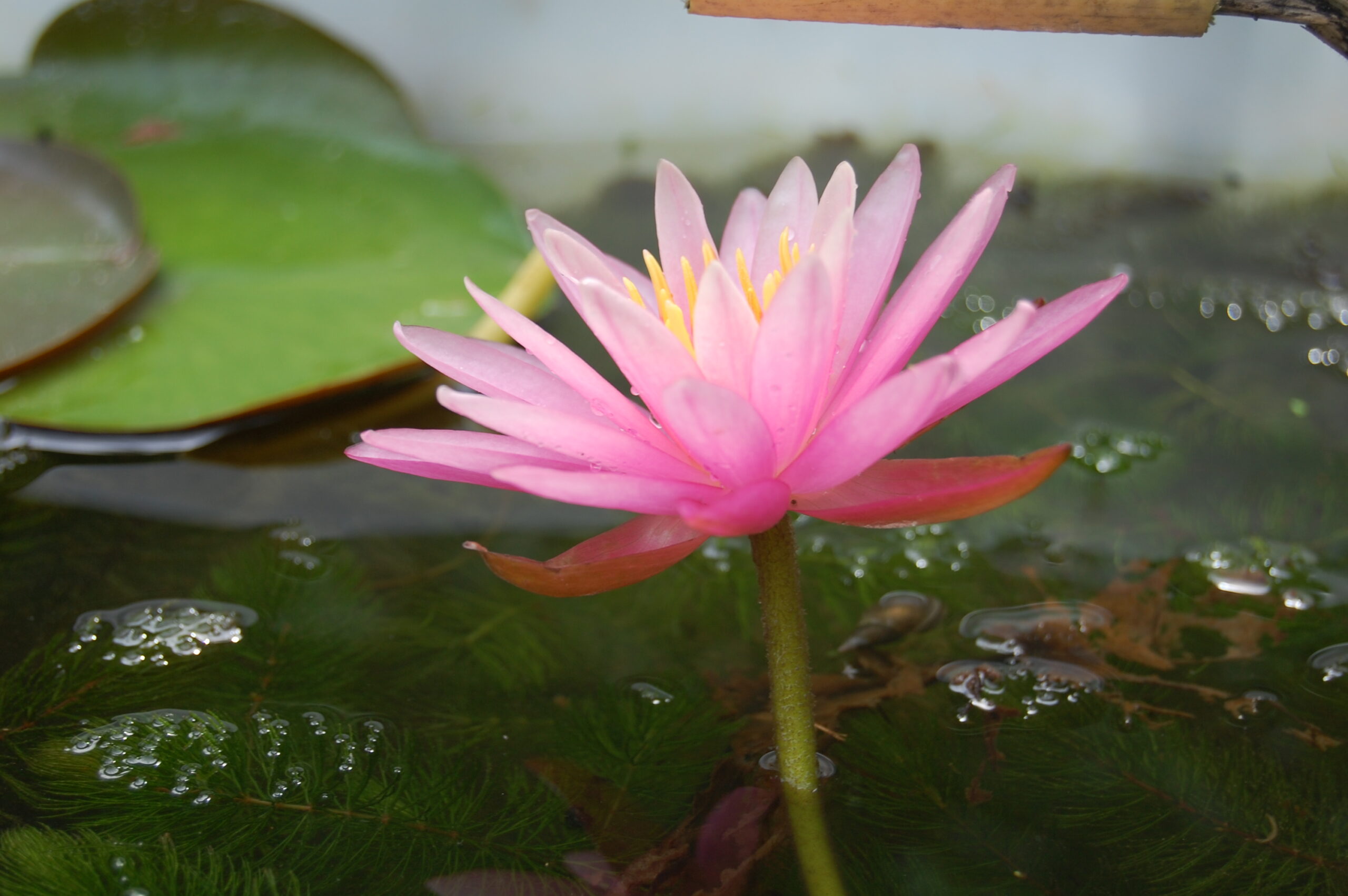 acheter nymphaea Sue Ellen for sale buy on line (4)