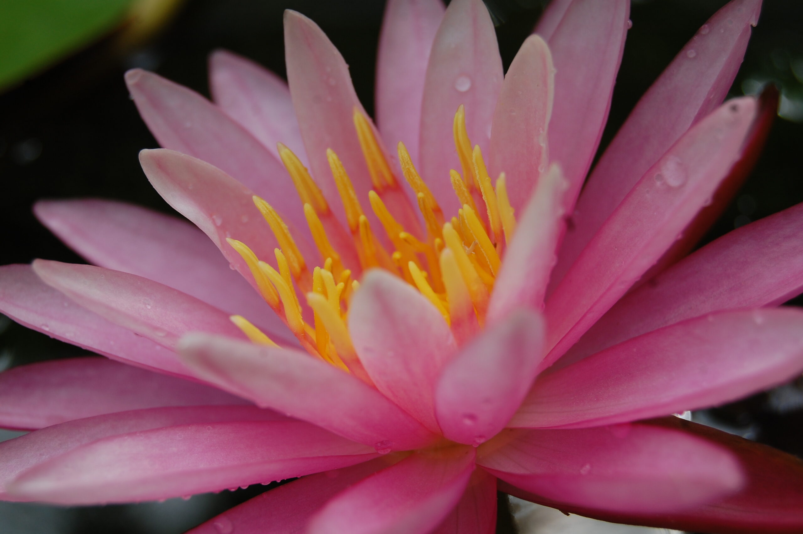 acheter nymphaea Sue Ellen for sale buy on line (5)
