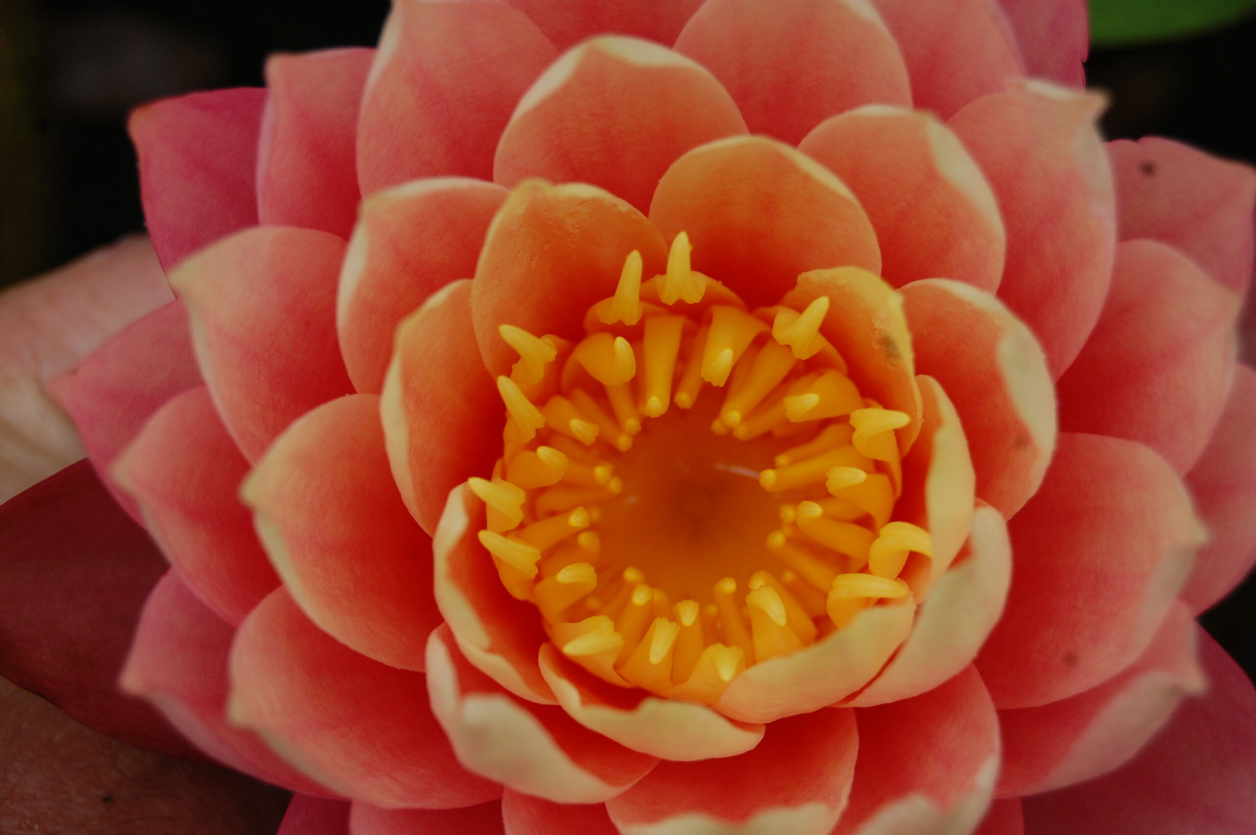 acheter nymphaea Sunfire for sale buy on line (12)
