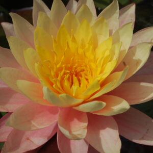 acheter nymphaea Sunfire for sale buy on line (14)