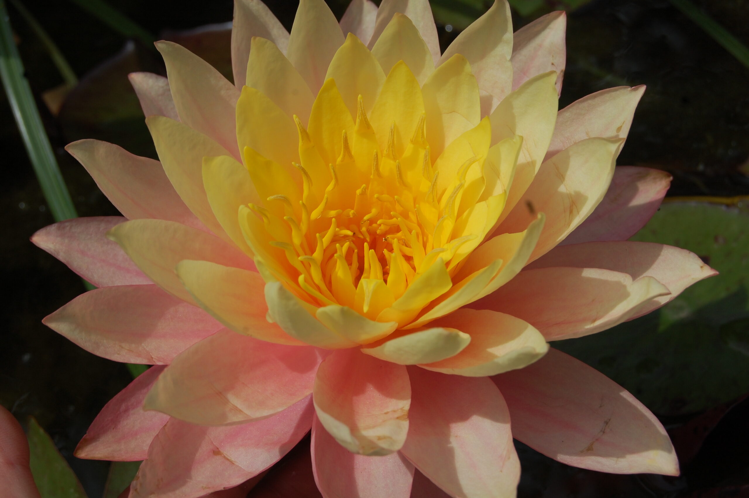 acheter nymphaea Sunfire for sale buy on line (14)