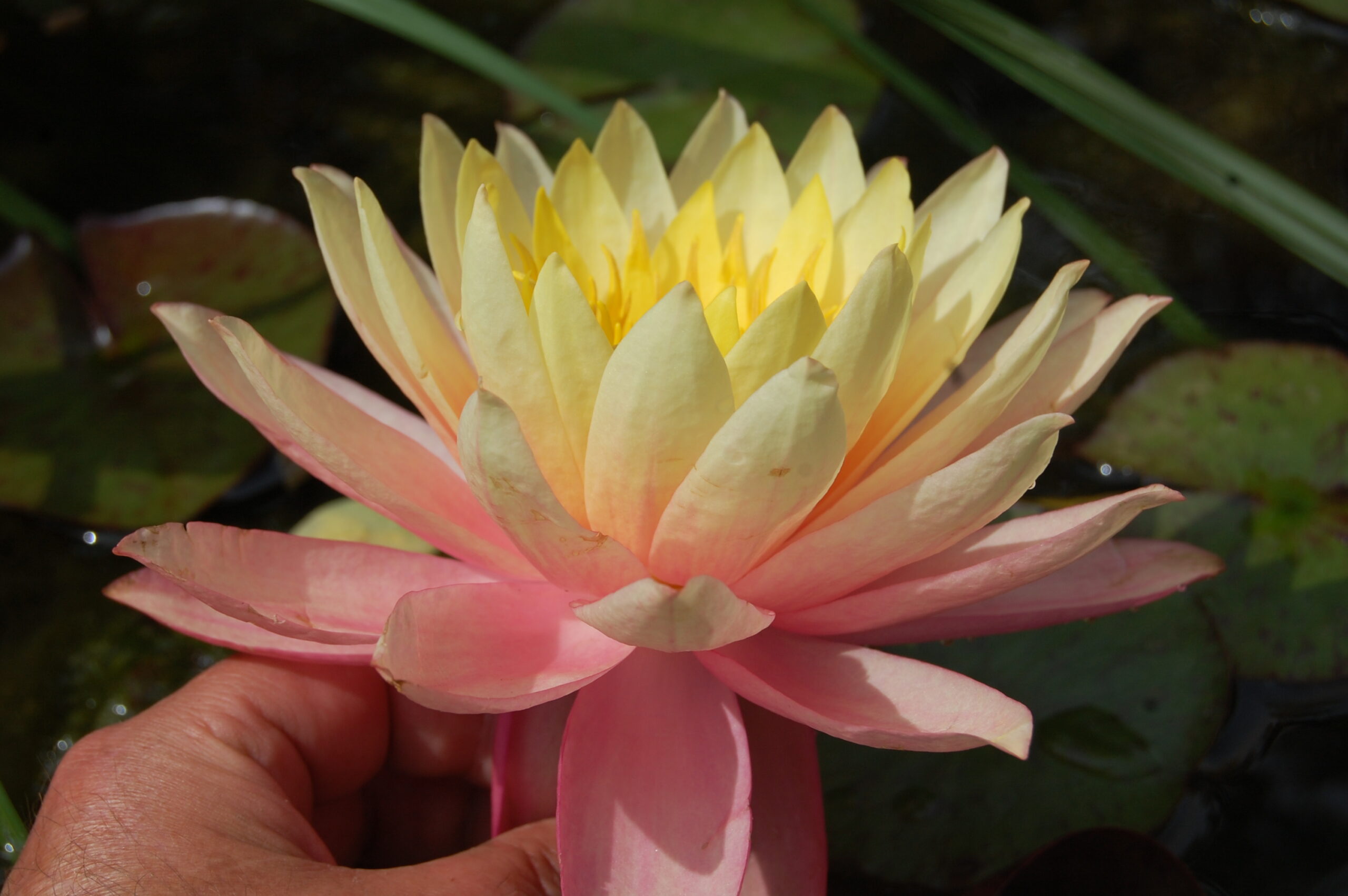 acheter nymphaea Sunfire for sale buy on line (19)