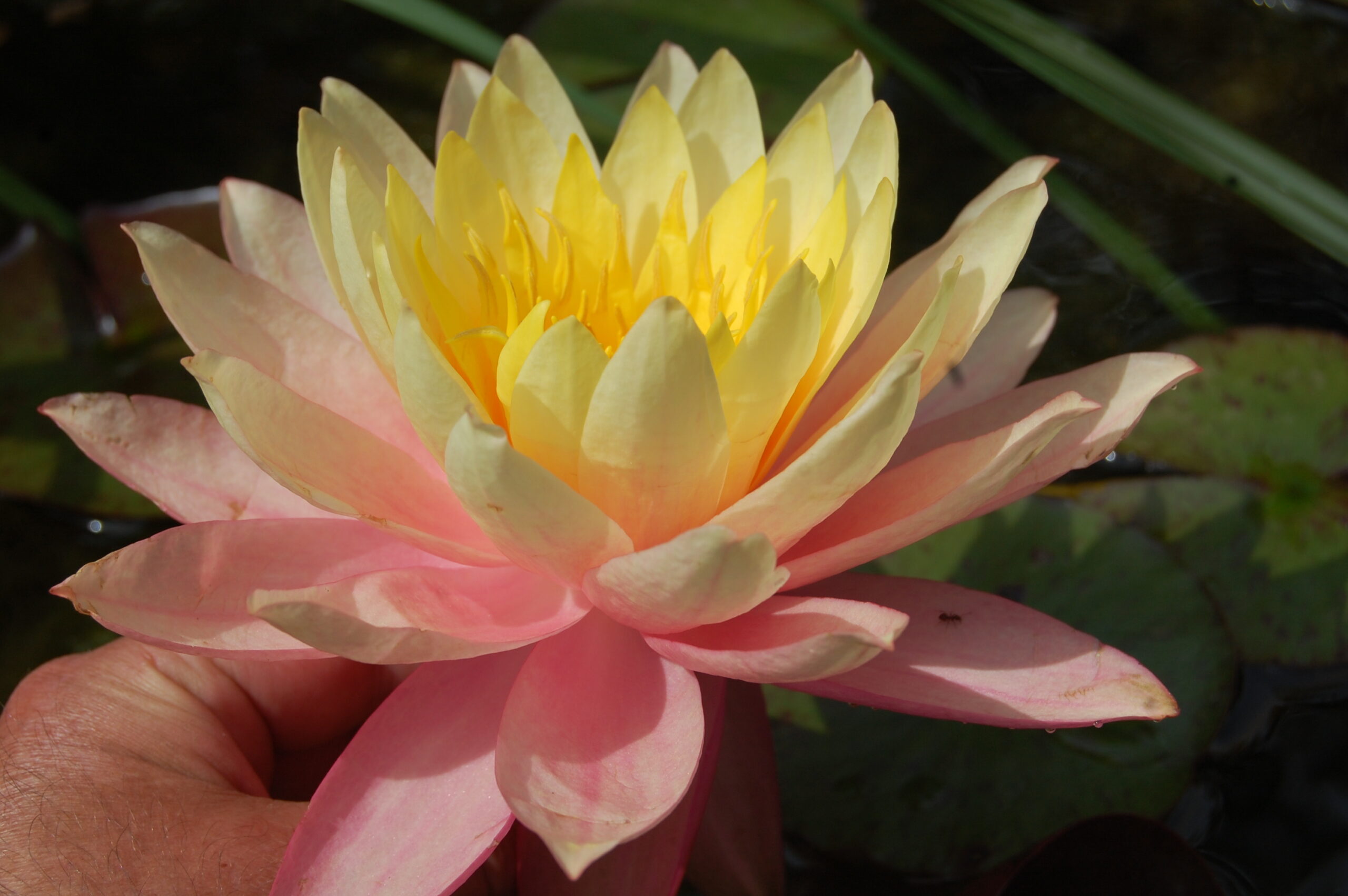 acheter nymphaea Sunfire for sale buy on line (20)