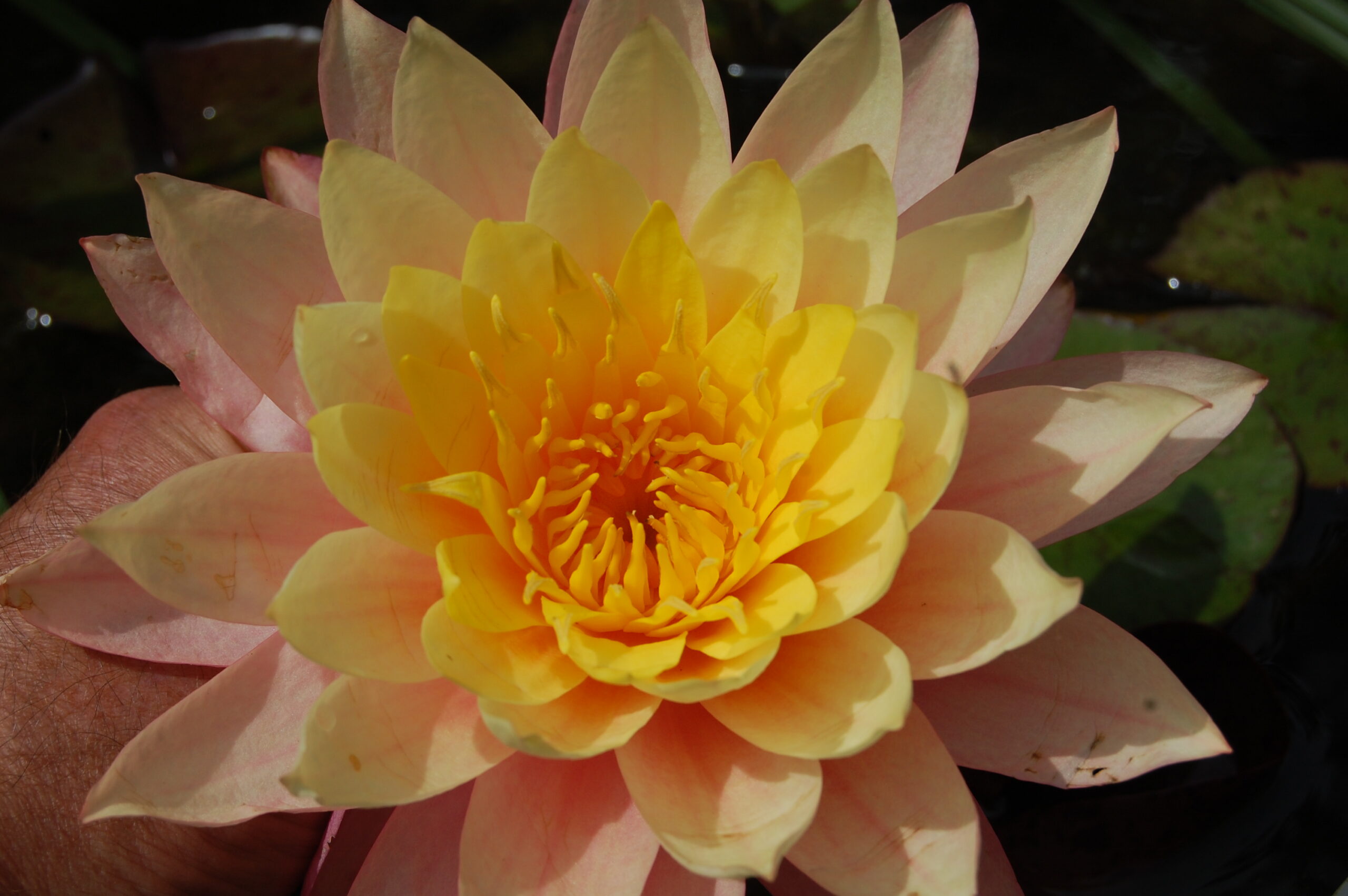 acheter nymphaea Sunfire for sale buy on line (23)