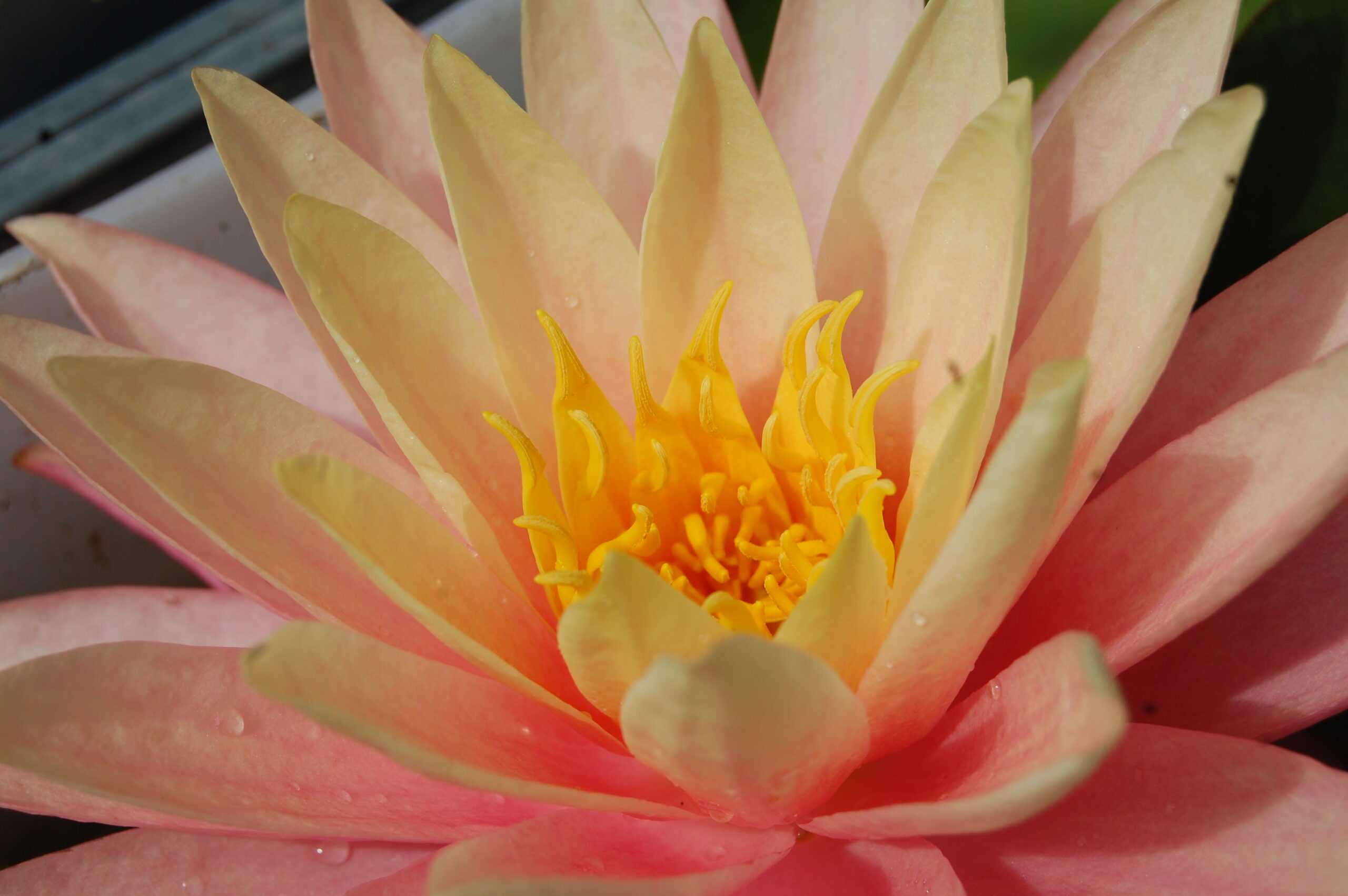 acheter nymphaea Sunfire for sale buy on line (4)