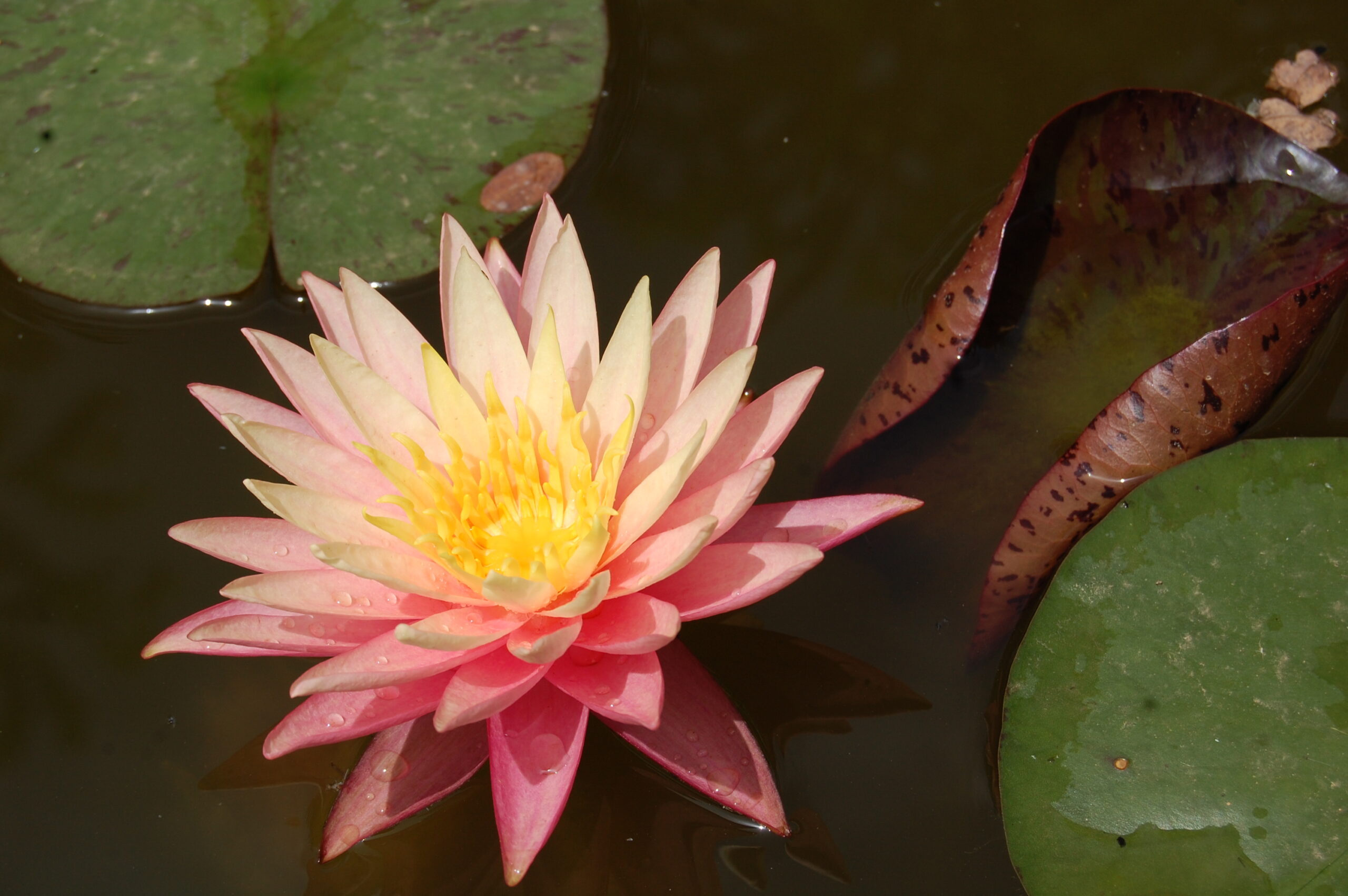 acheter nymphaea Sunfire for sale buy on line (40)