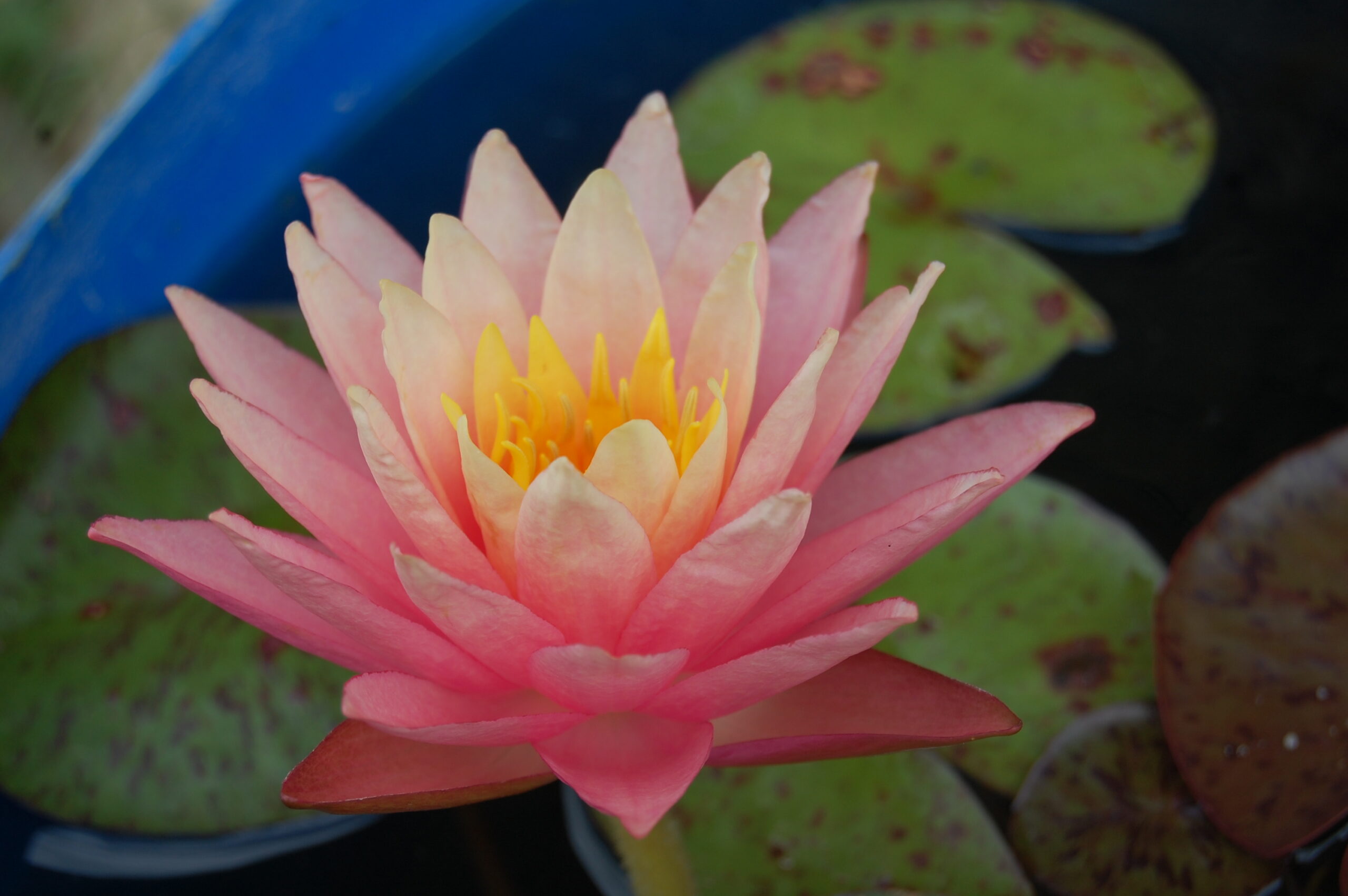 acheter nymphaea Sunfire for sale buy on line (42)