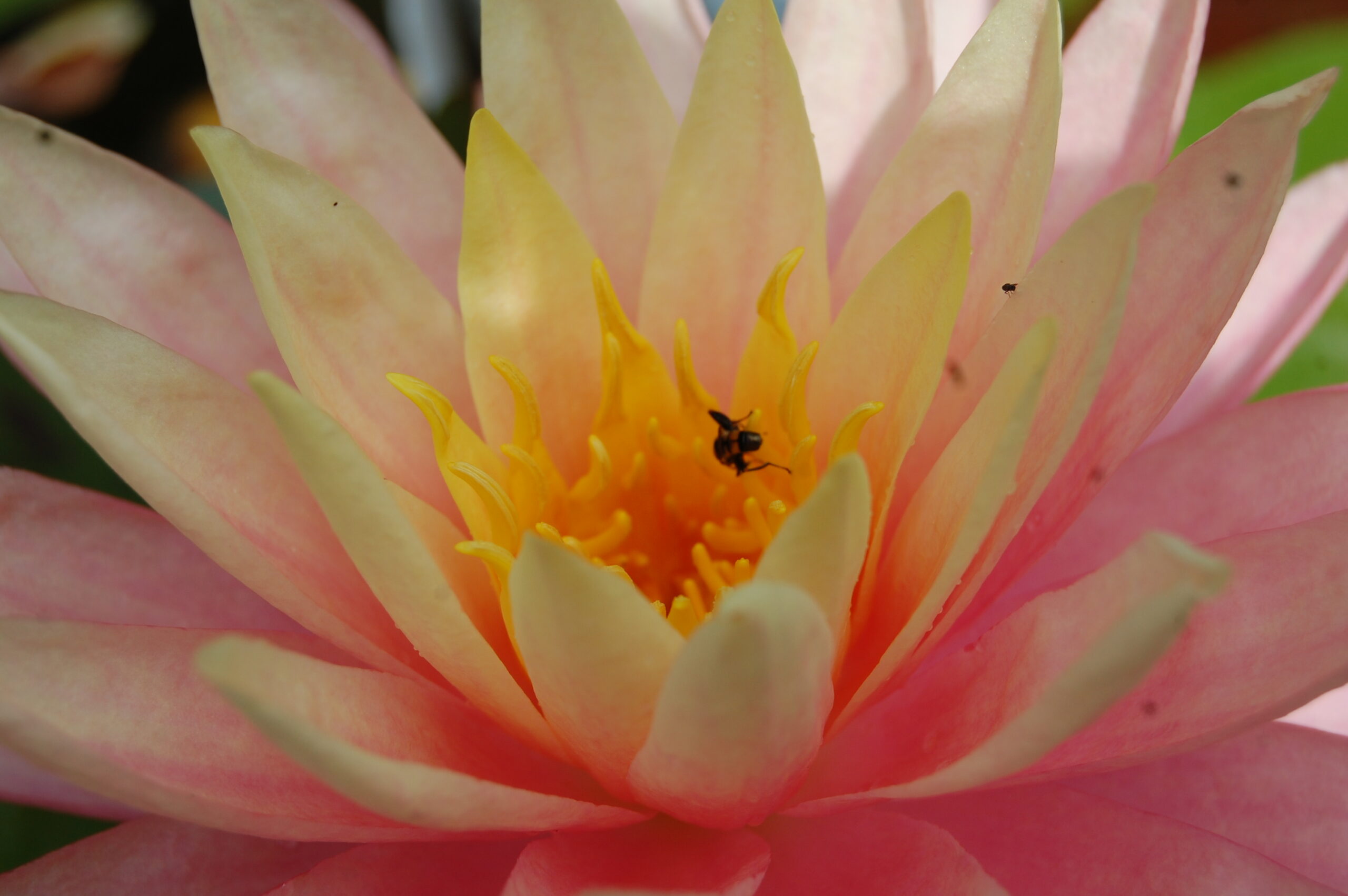 acheter nymphaea Sunfire for sale buy on line (5)