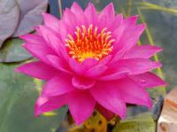 acheter nymphaea Tan Kwan for sale buy on line (1)